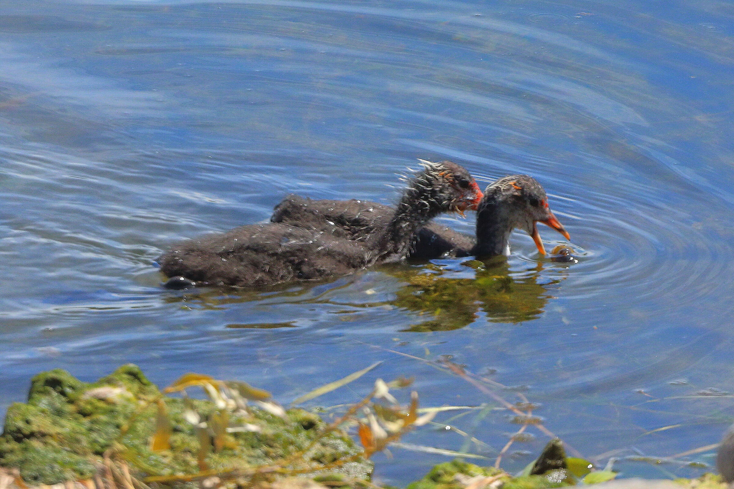 Folaghe 04 agosto 2025 - 0052