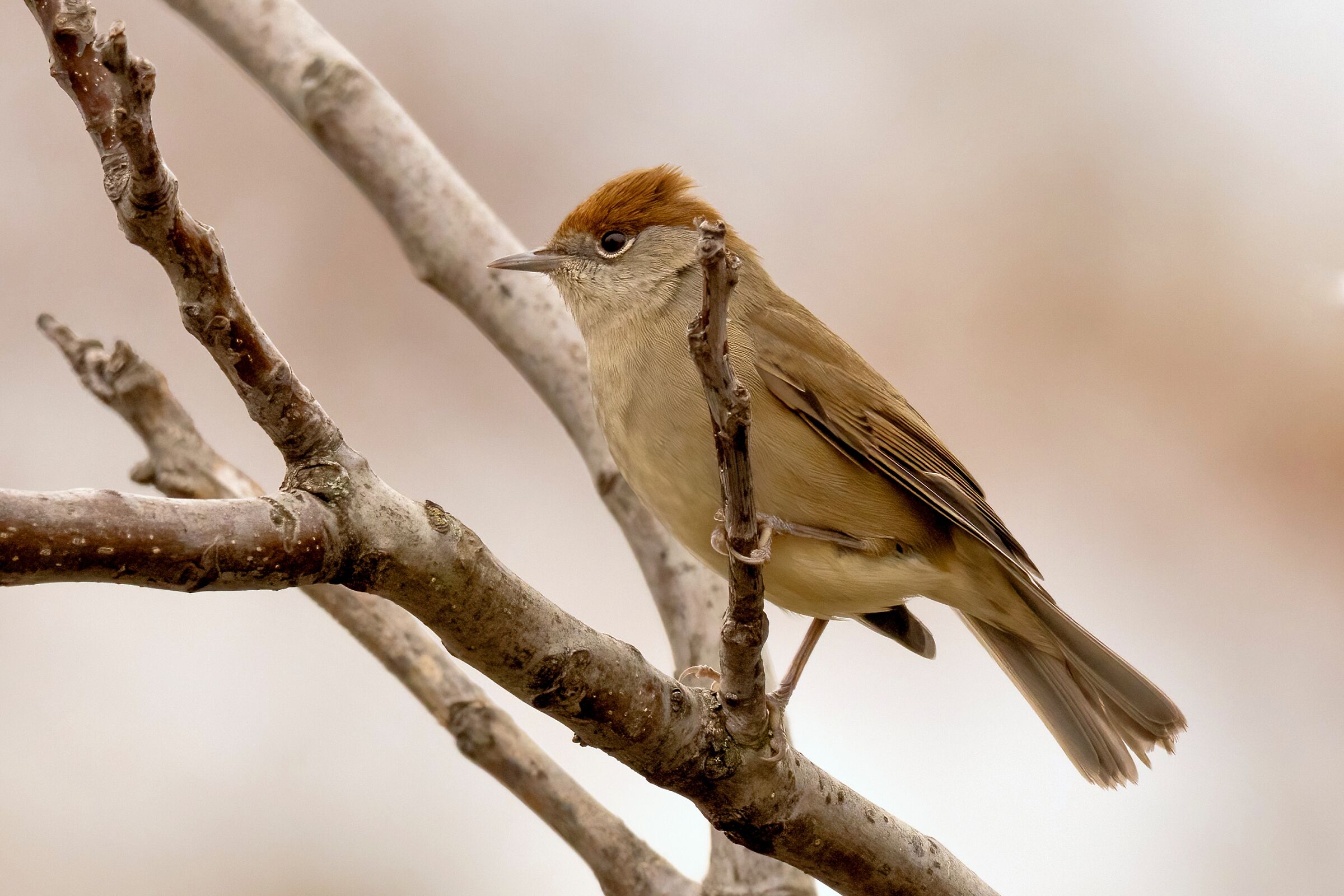 Sylvia atricapilla - Blackcap