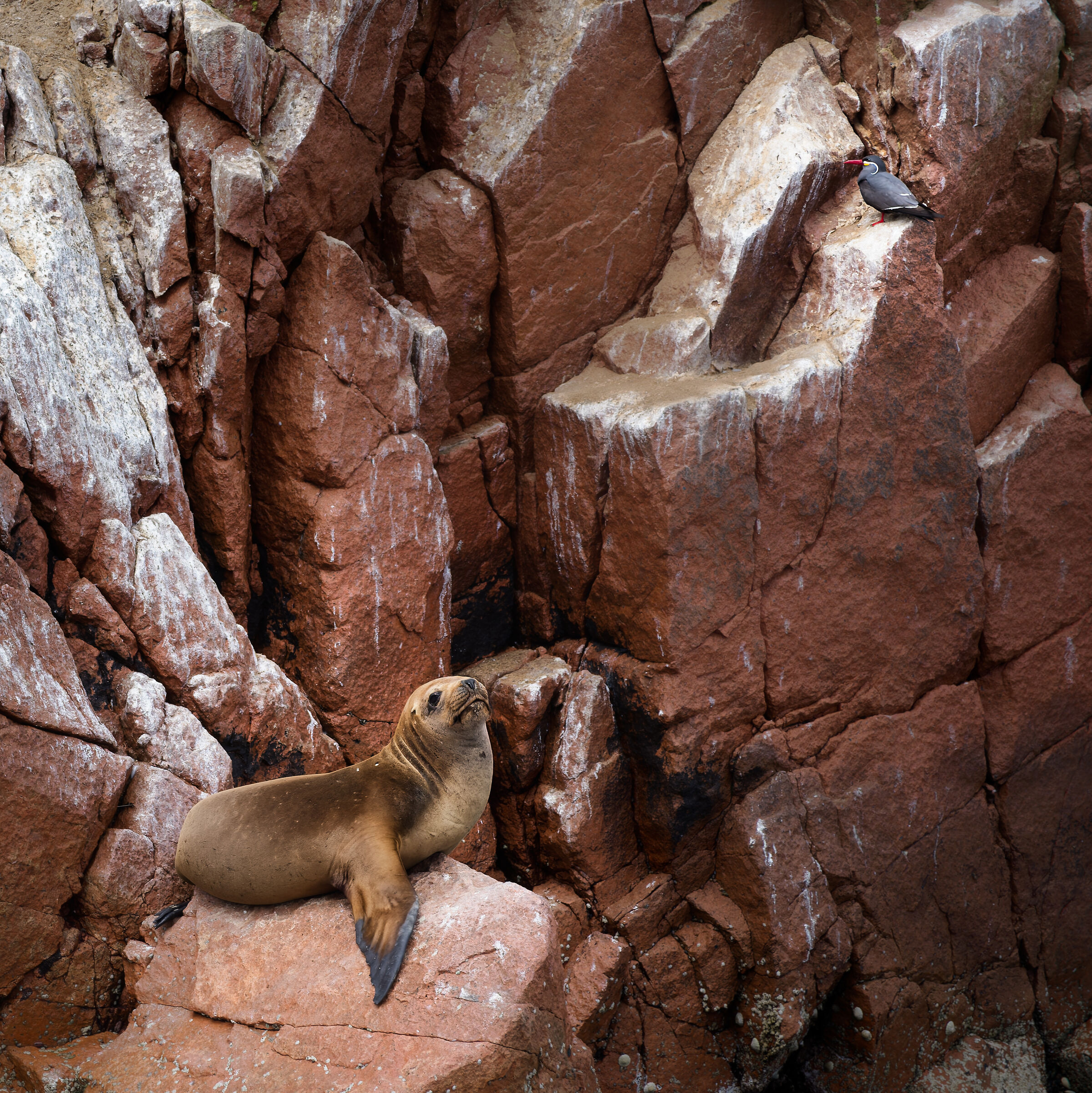 Sea Lion with Inca Partridge