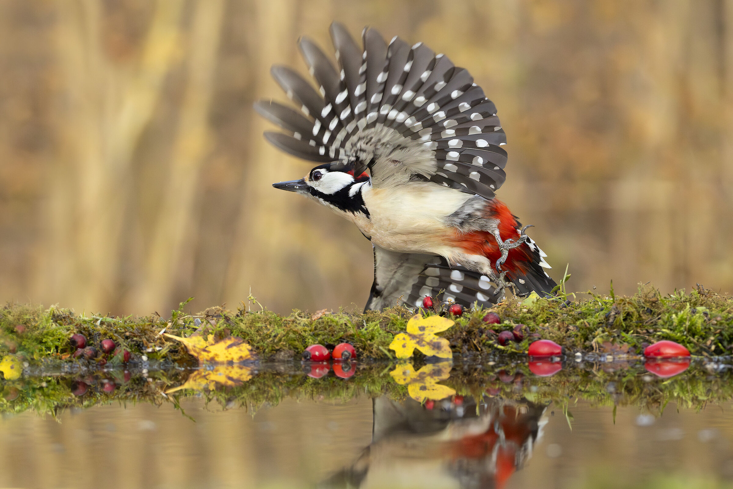 Great Spotted Woodpecker