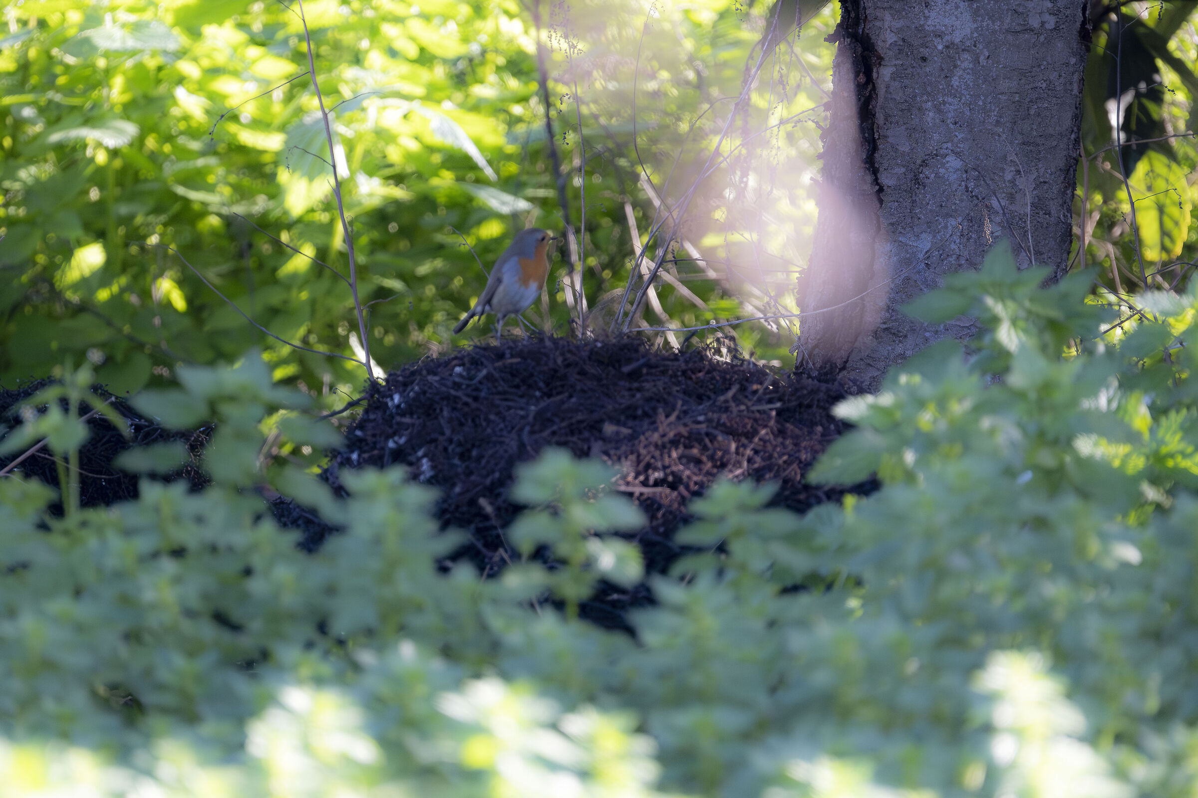 Light in the woods for the robin