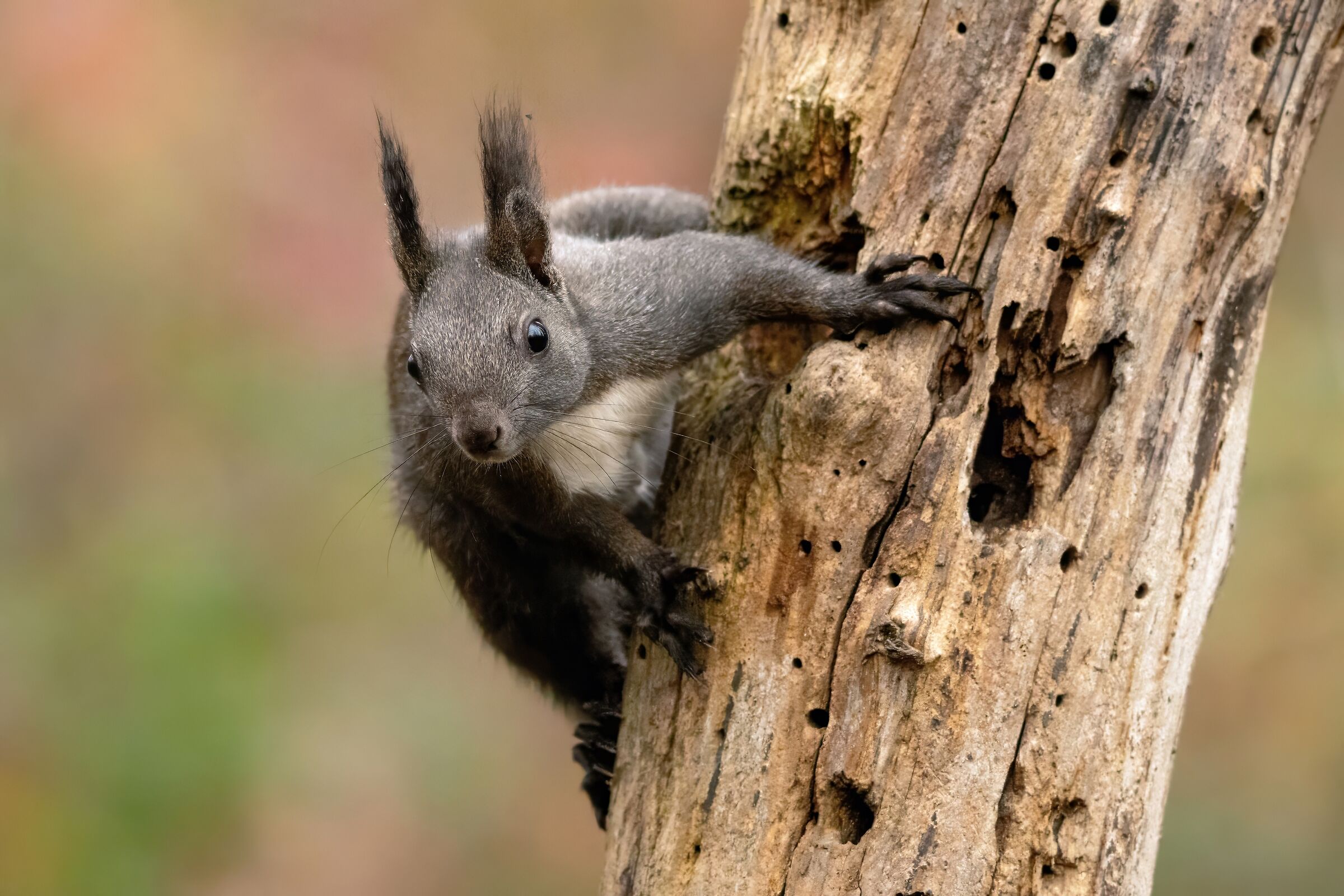 Scoiattolo comune (Sciurus vulgaris)