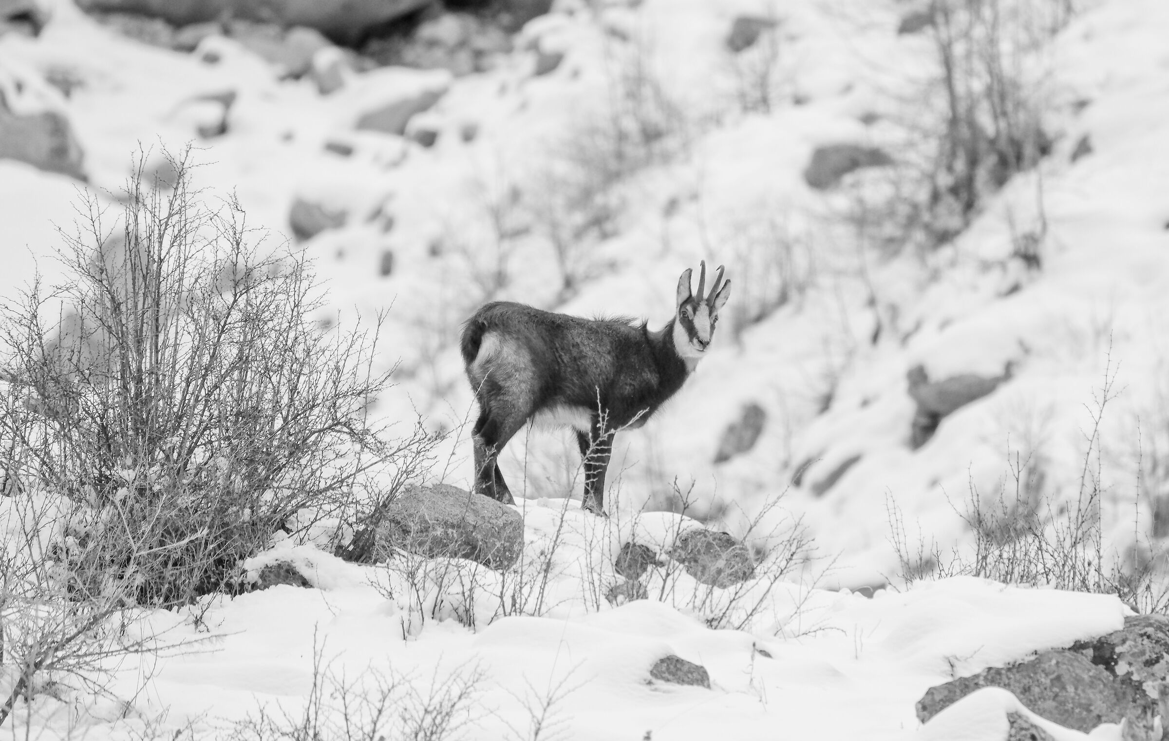 Rovi in inverno .....