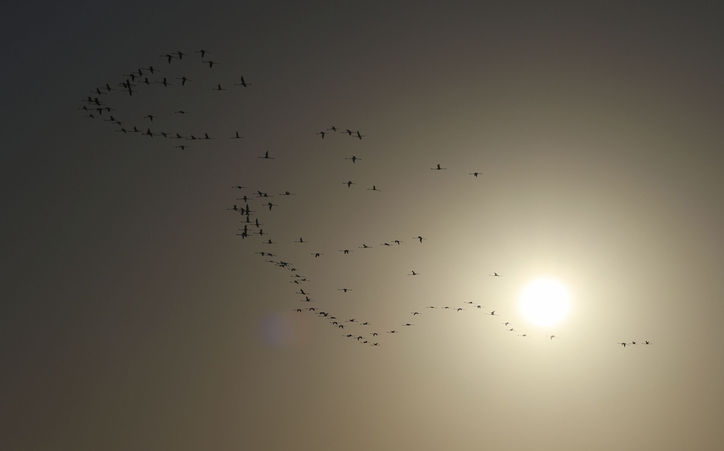 Tunisia - Kelibia : Fenicotteri in volo