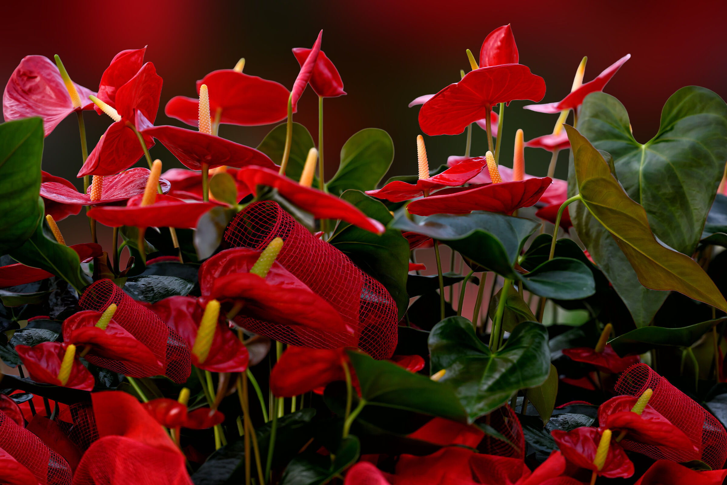 Buon Natale!