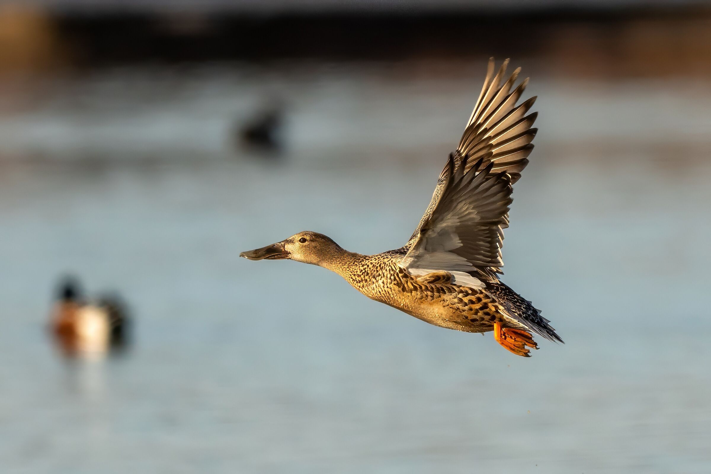 Femmina di Mestolone