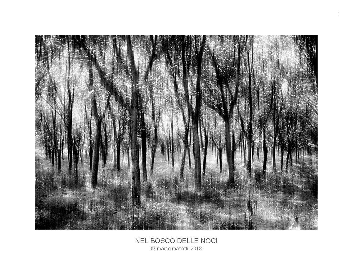 Nel bosco delle noci