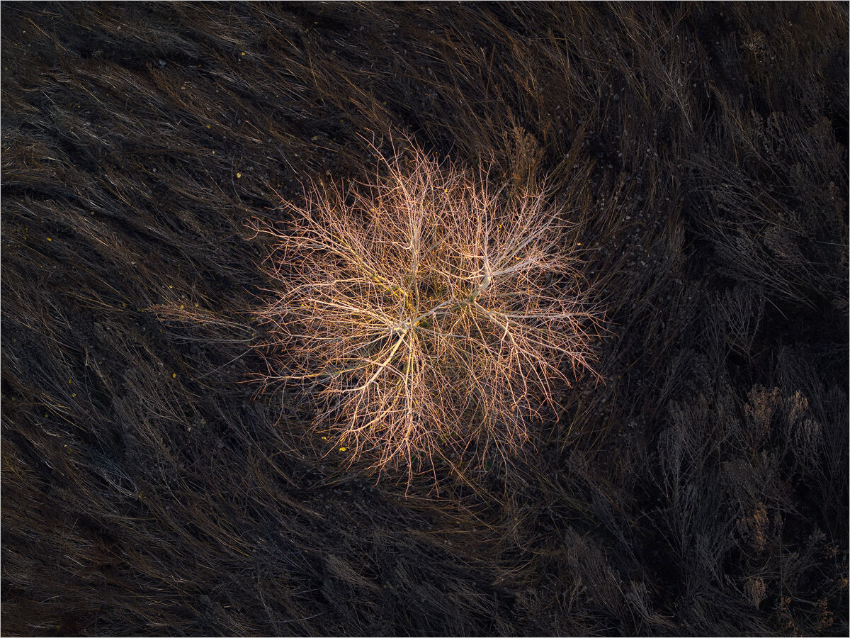 The Resilience of Light