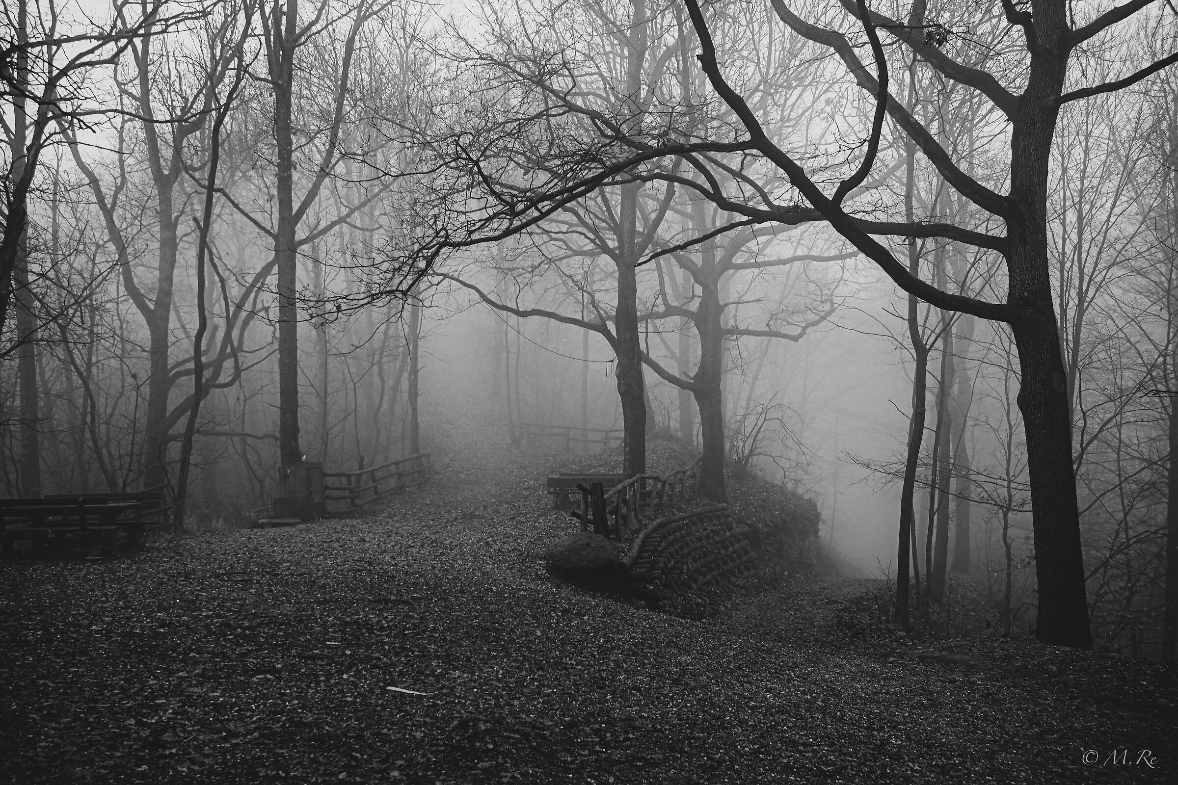 Vaj Forest 2