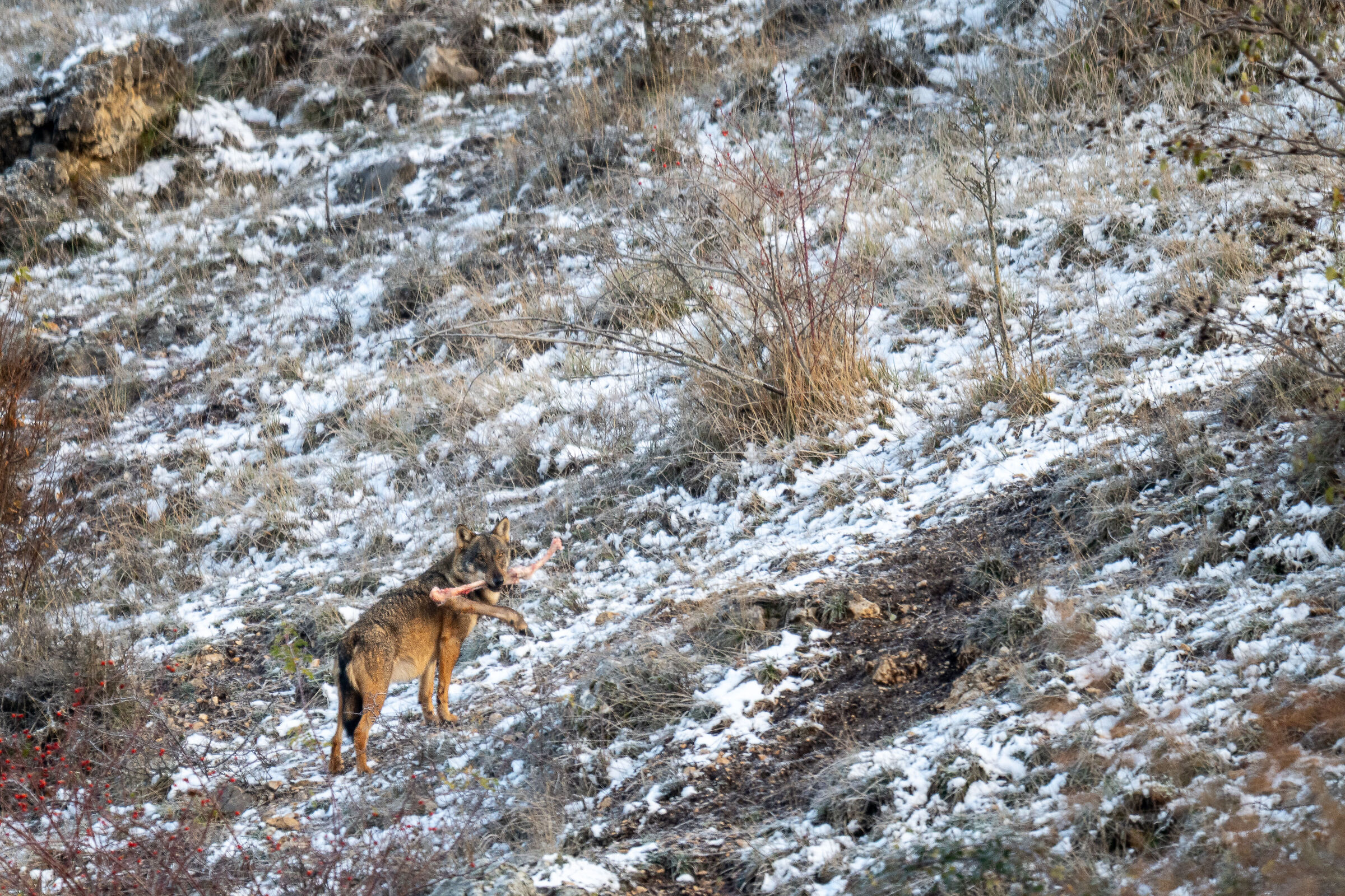 Lupo con zampa di cervo