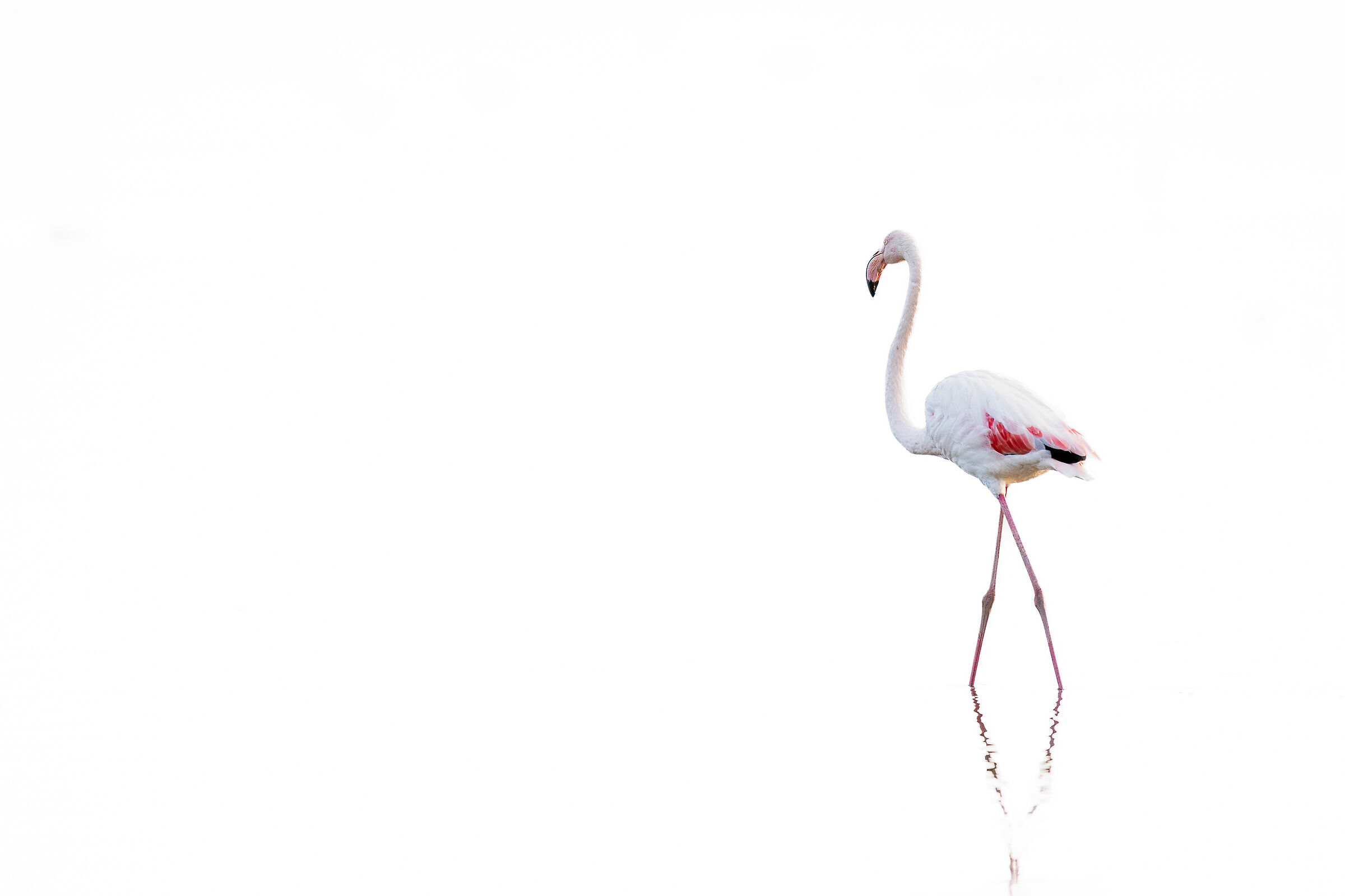 Fenicottero high key