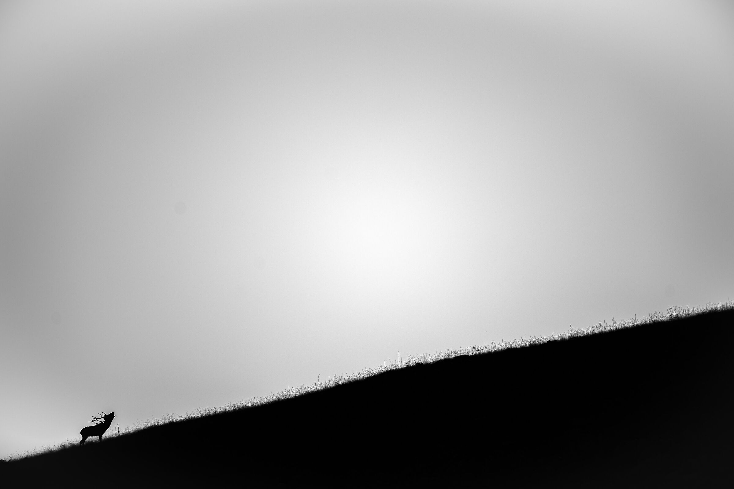 Silhouette del cervo