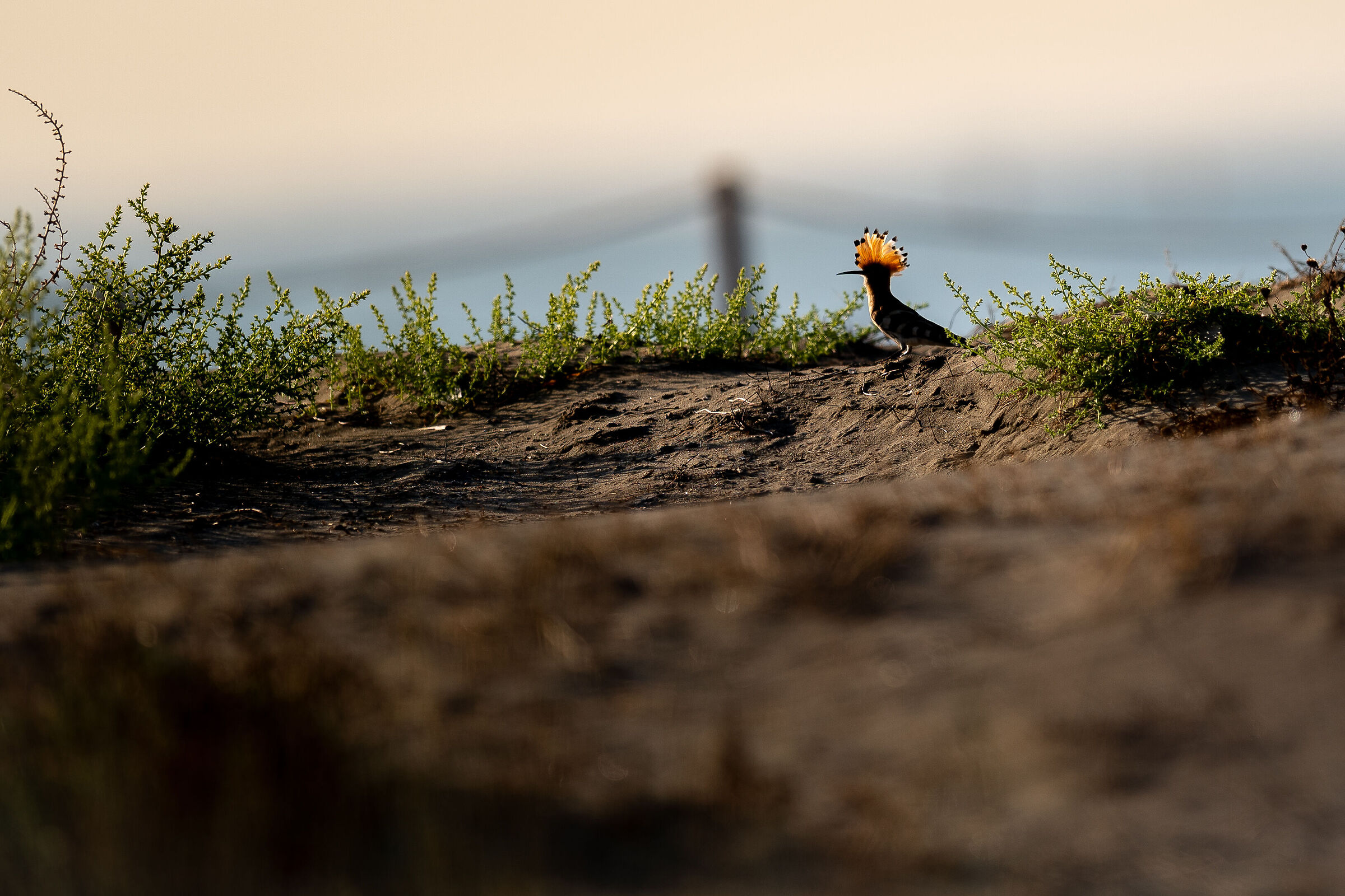 Con la cresta illuminata