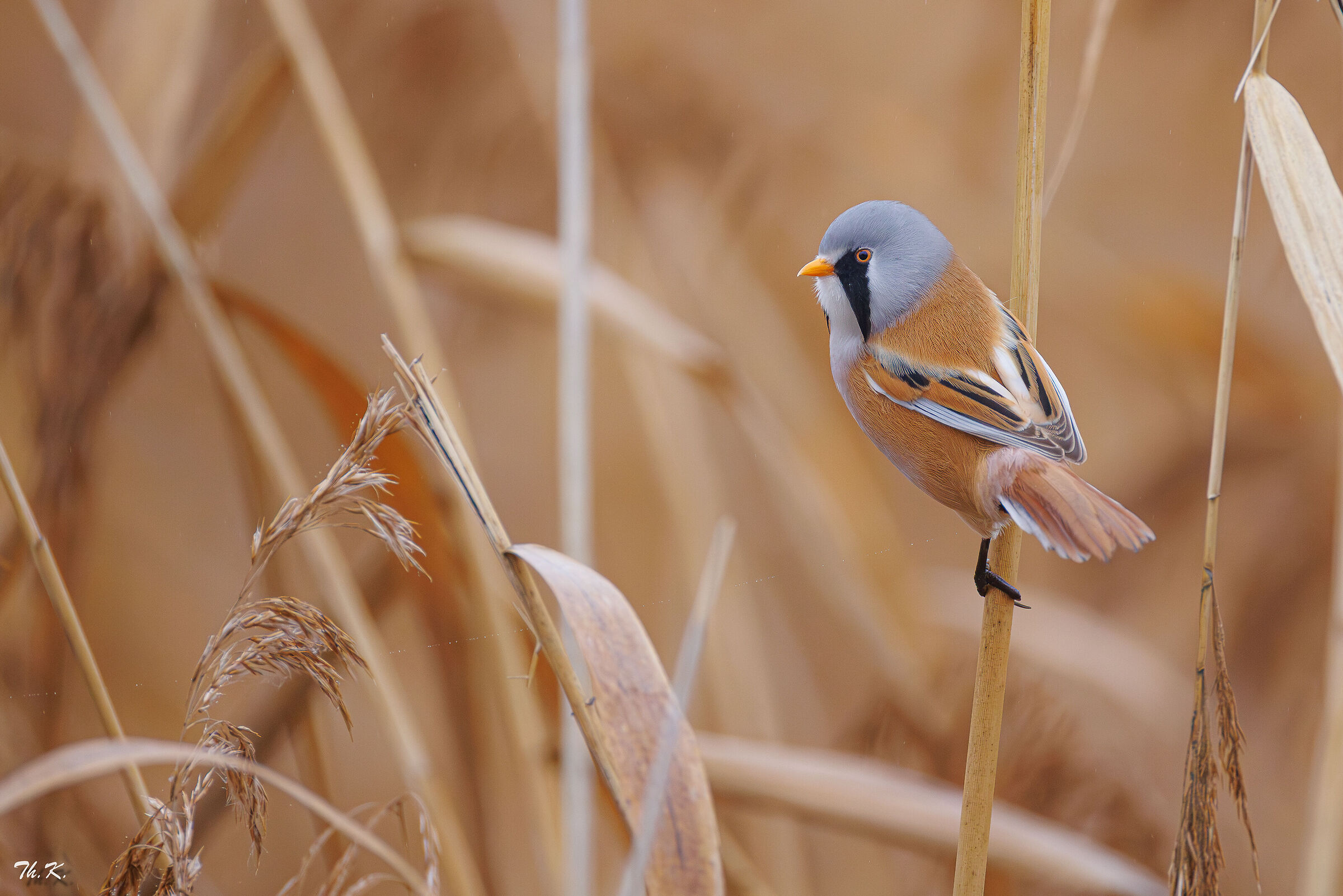 Bearded Tit