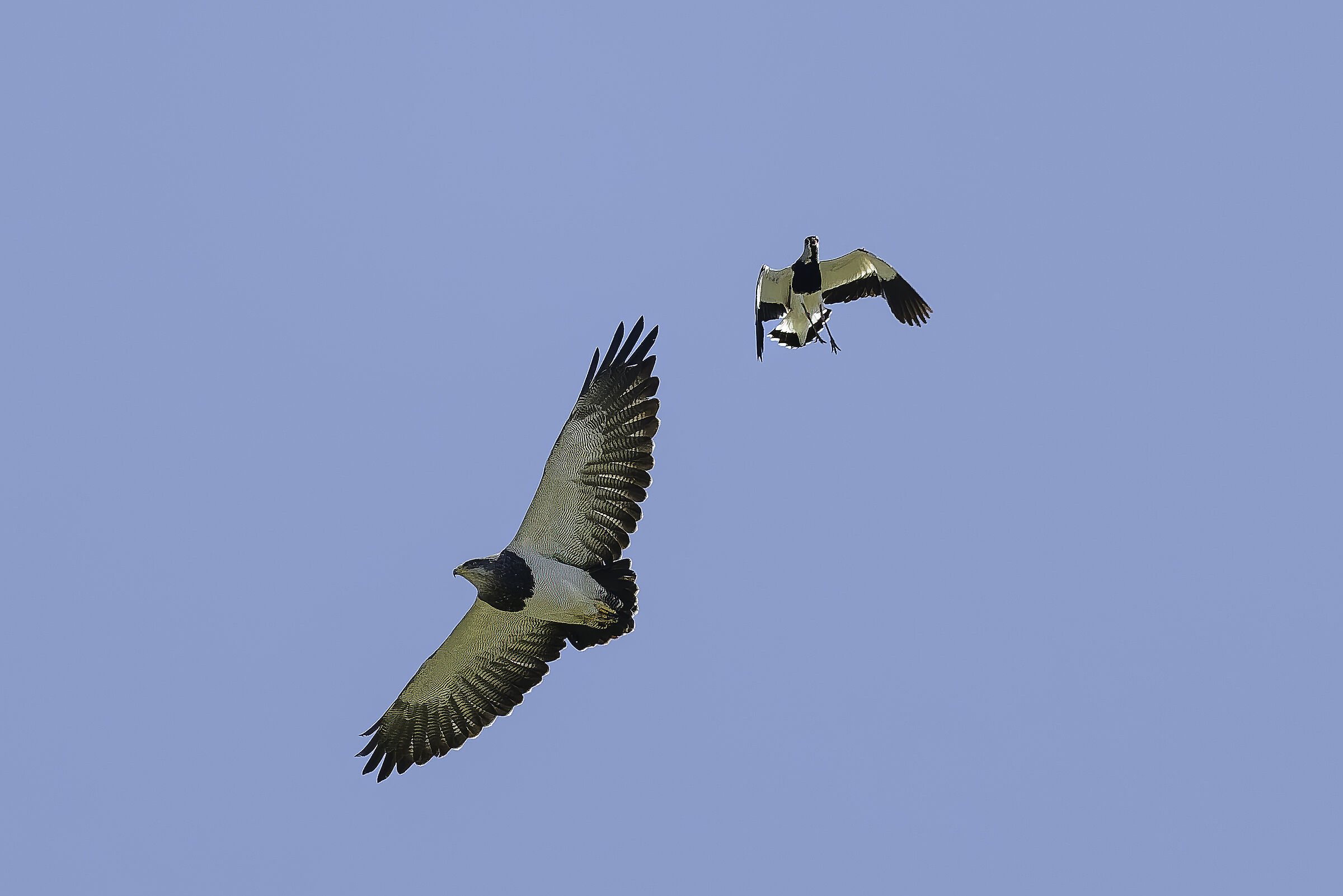 Moorish eagle and lapwing (photo document)