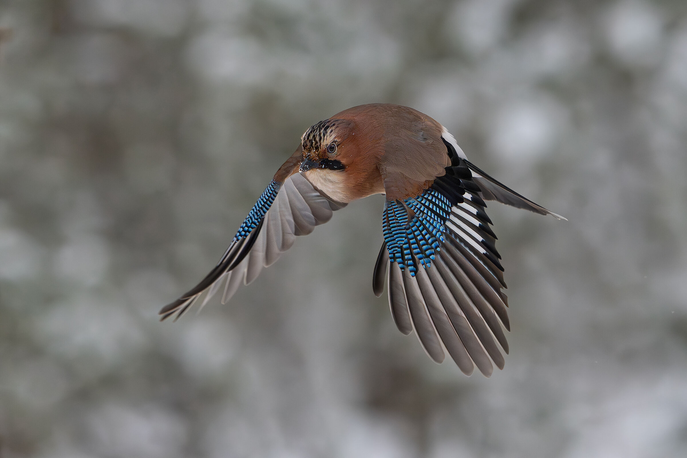 Jay in the thick of the forest