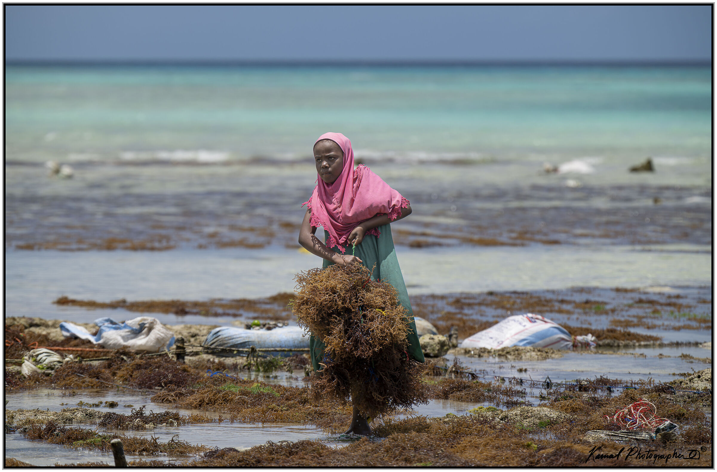 Raccoglitrice di alghe a Pemba