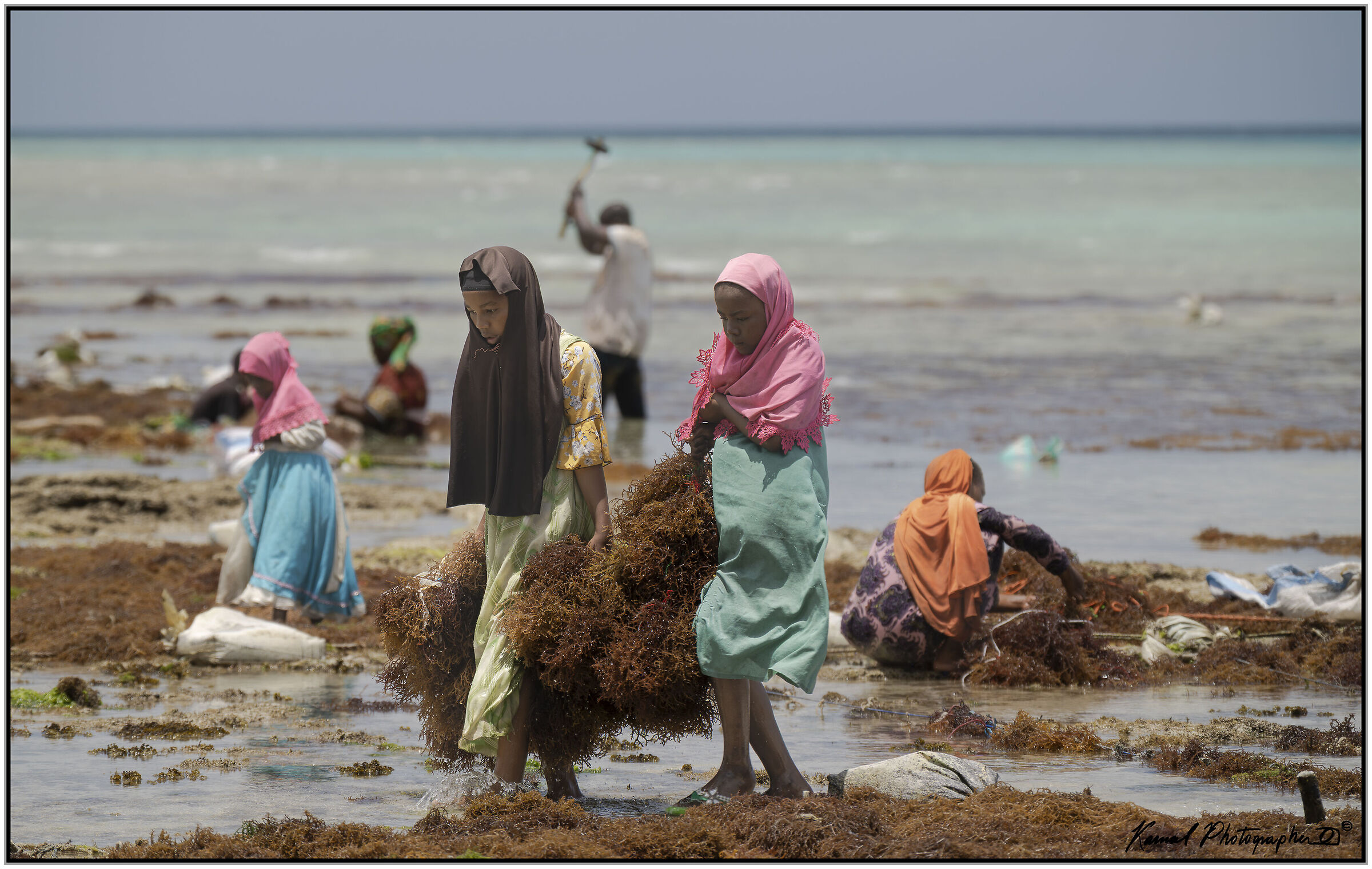 Raccoglitrice di alghe a Pemba