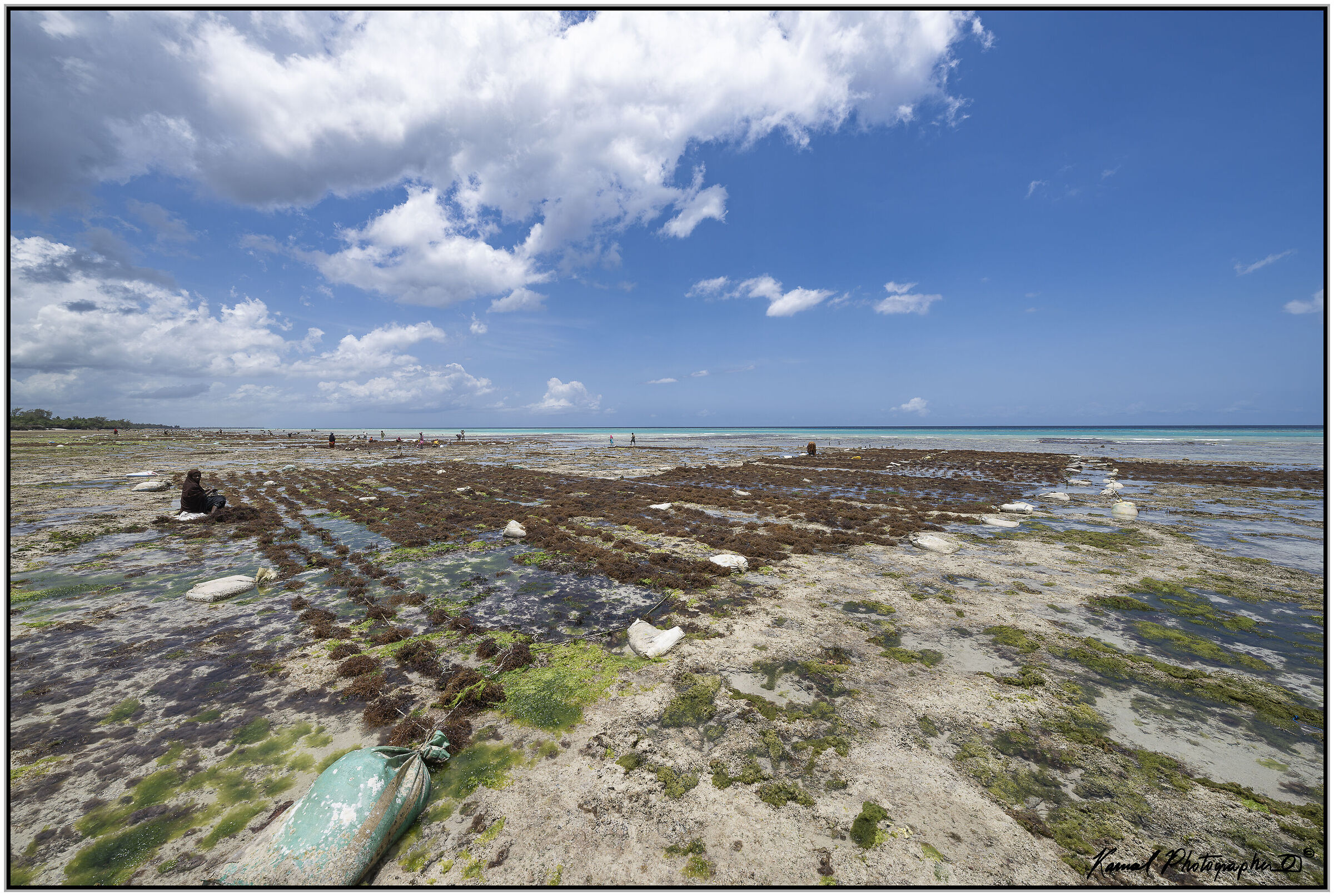 Piantagioni di alghe a Pemba