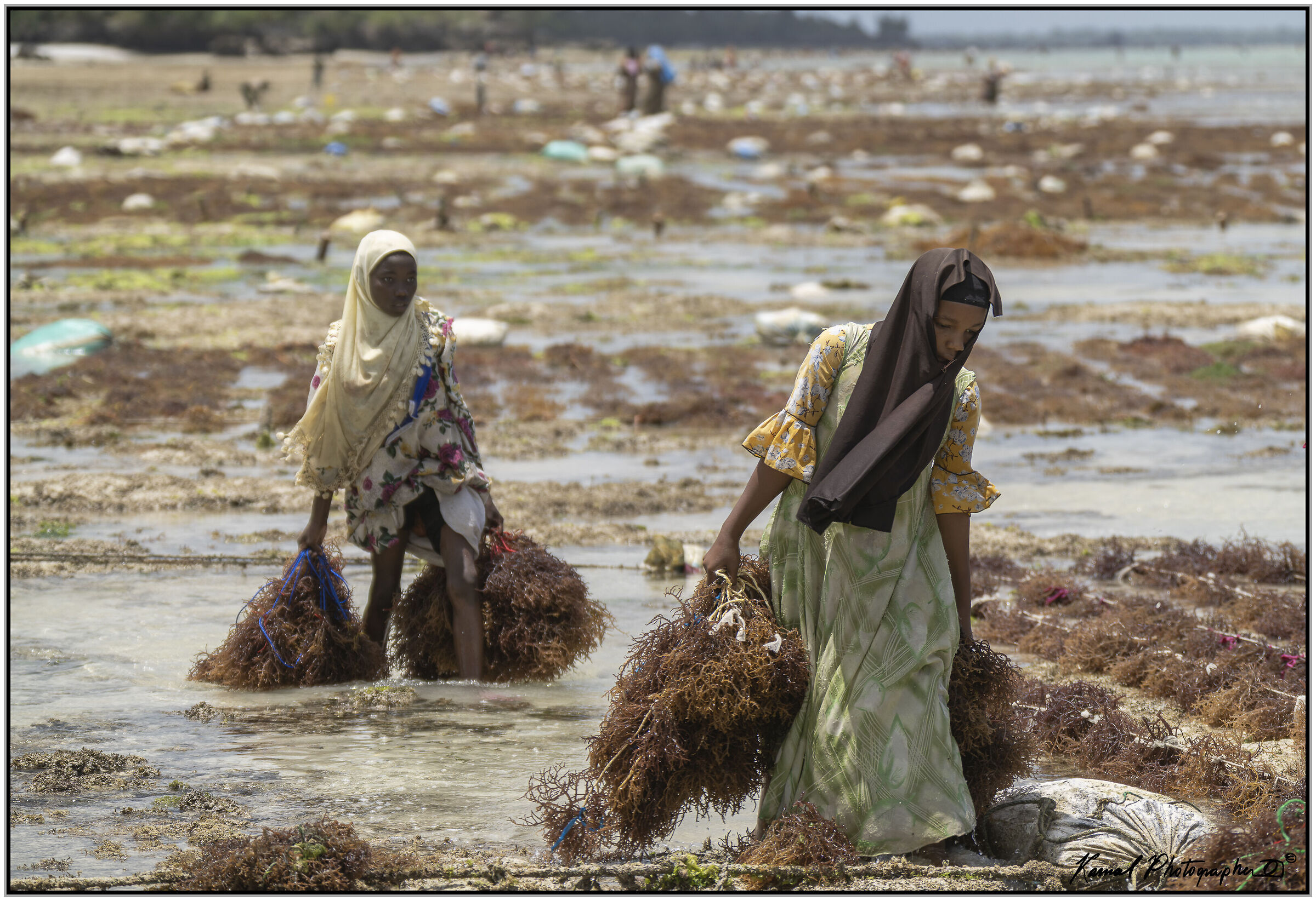 Raccoglitrice di alghe a Pemba