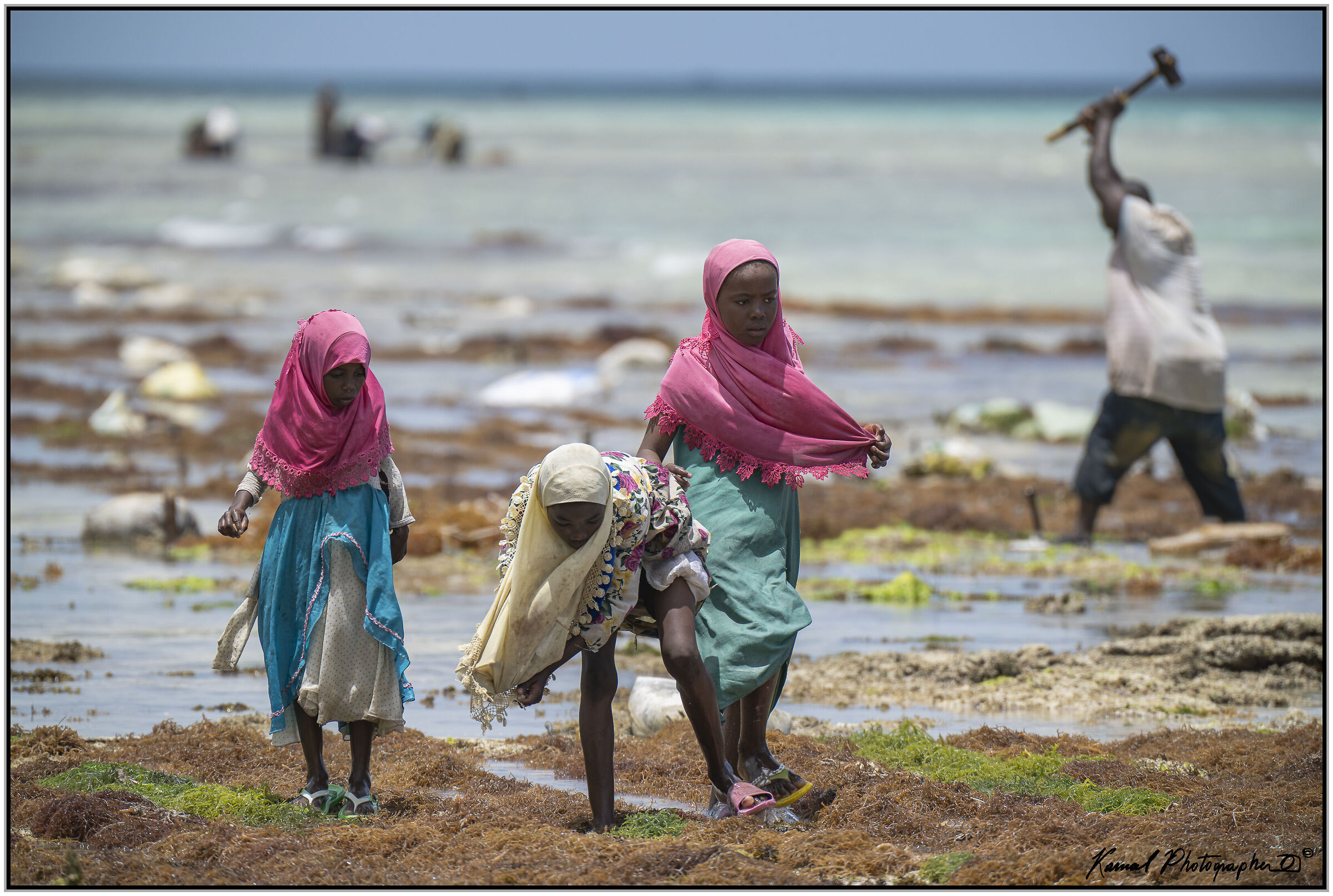 Raccoglitrice di alghe a Pemba