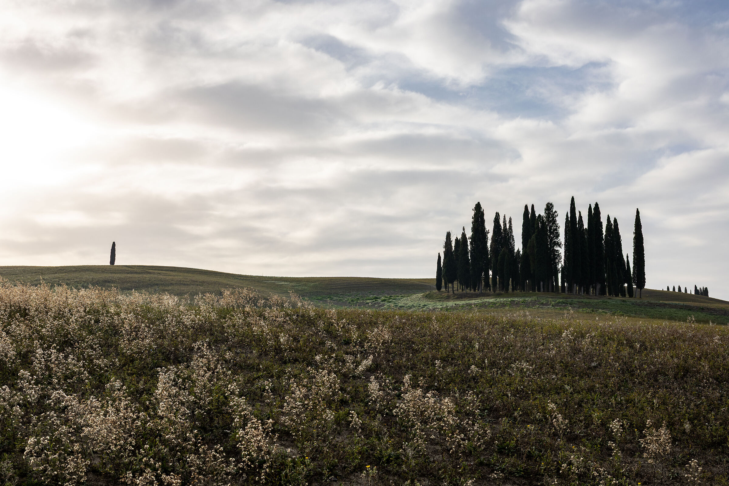 Cipressi di San Quirico d'Orcia