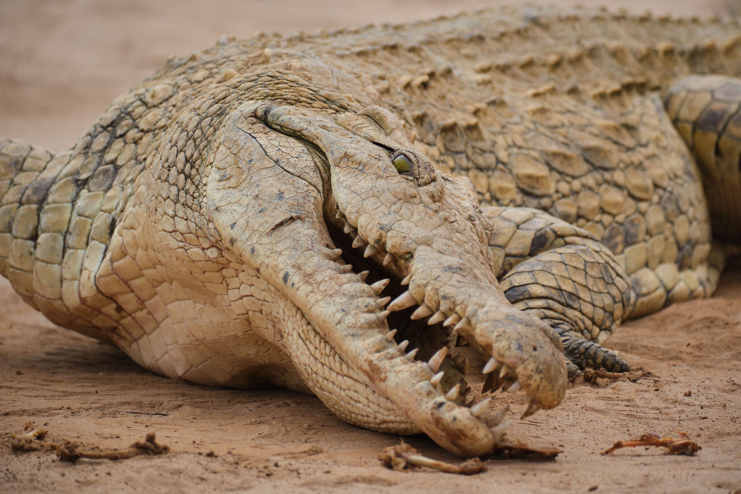 Coccodrillo del Nilo