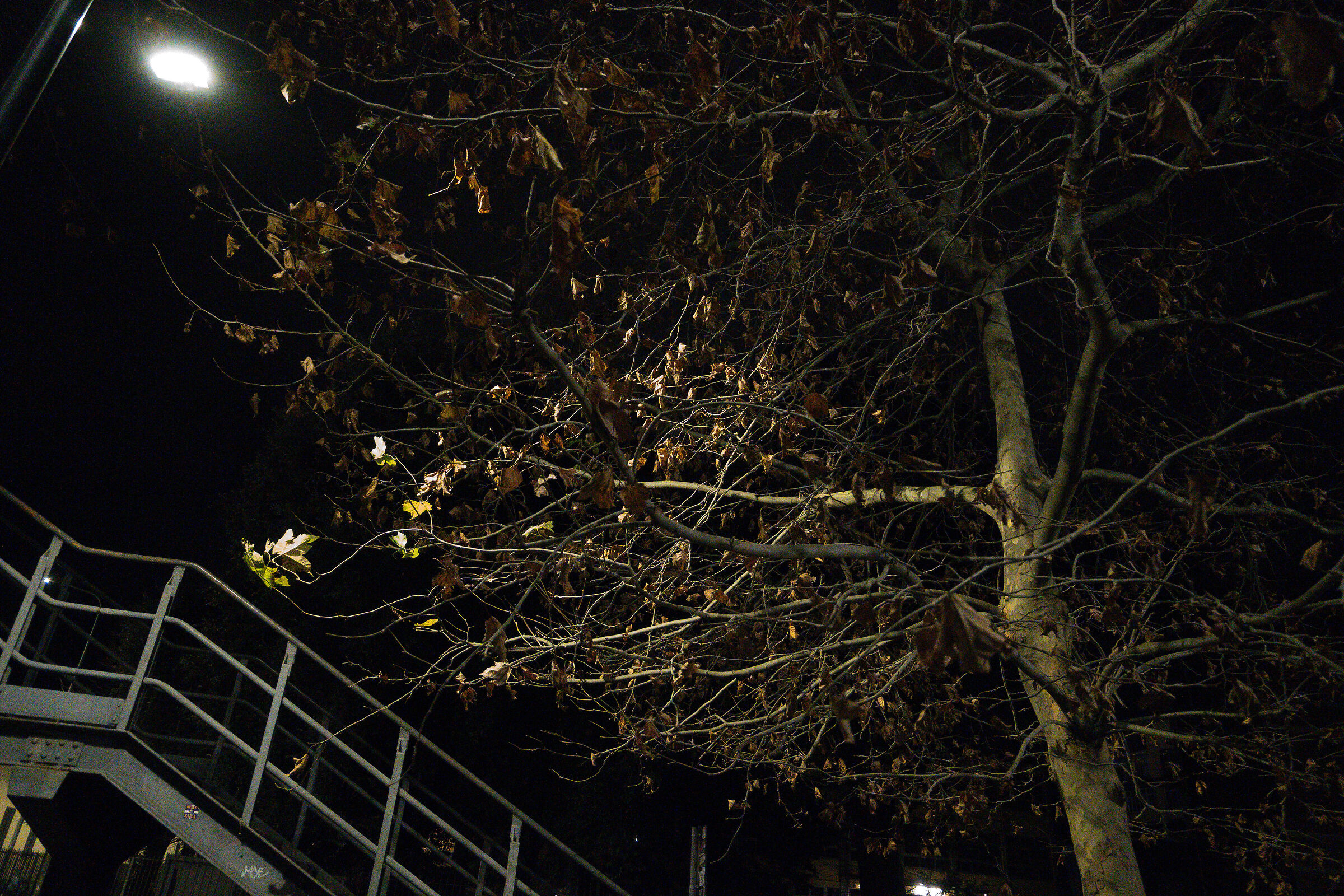 Nikon Z30, High ISO Digital Noise Test