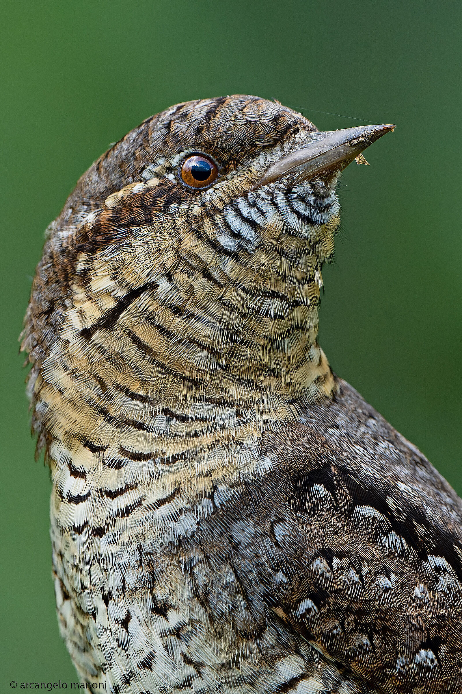 Torcicollo che si gira