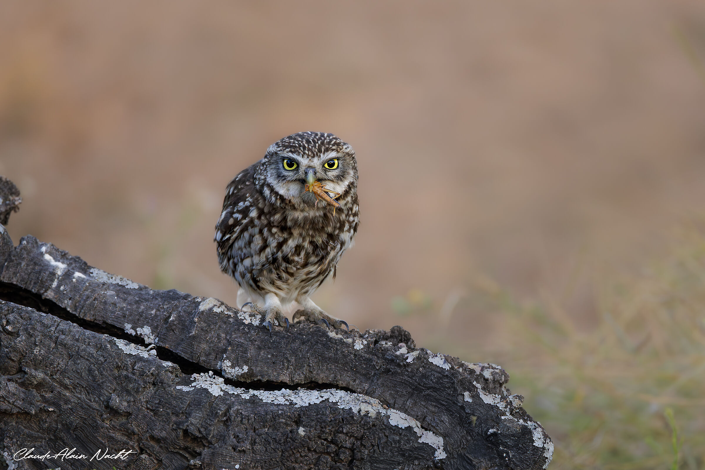 Little owl at dawn