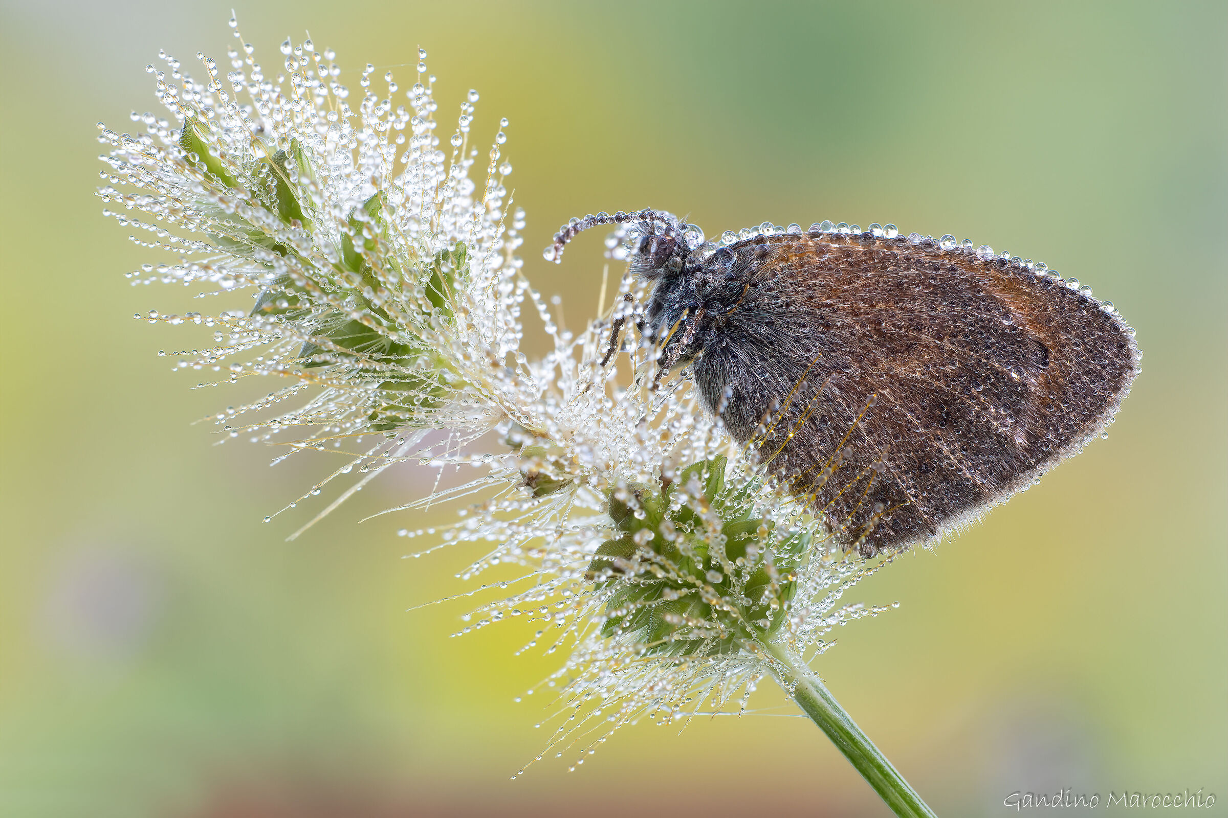 Coenonympha Pamphilus