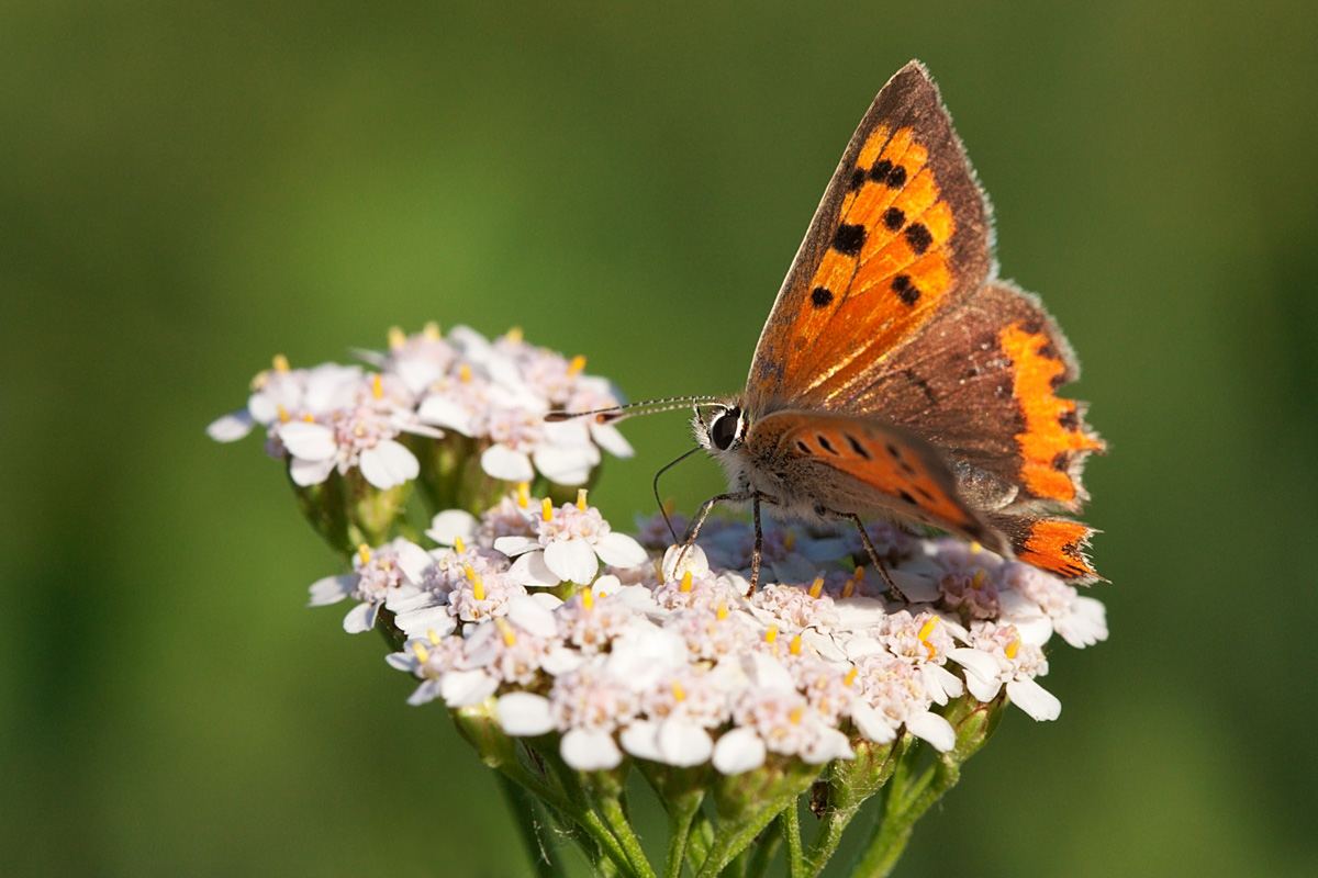Lycaena phlaeas