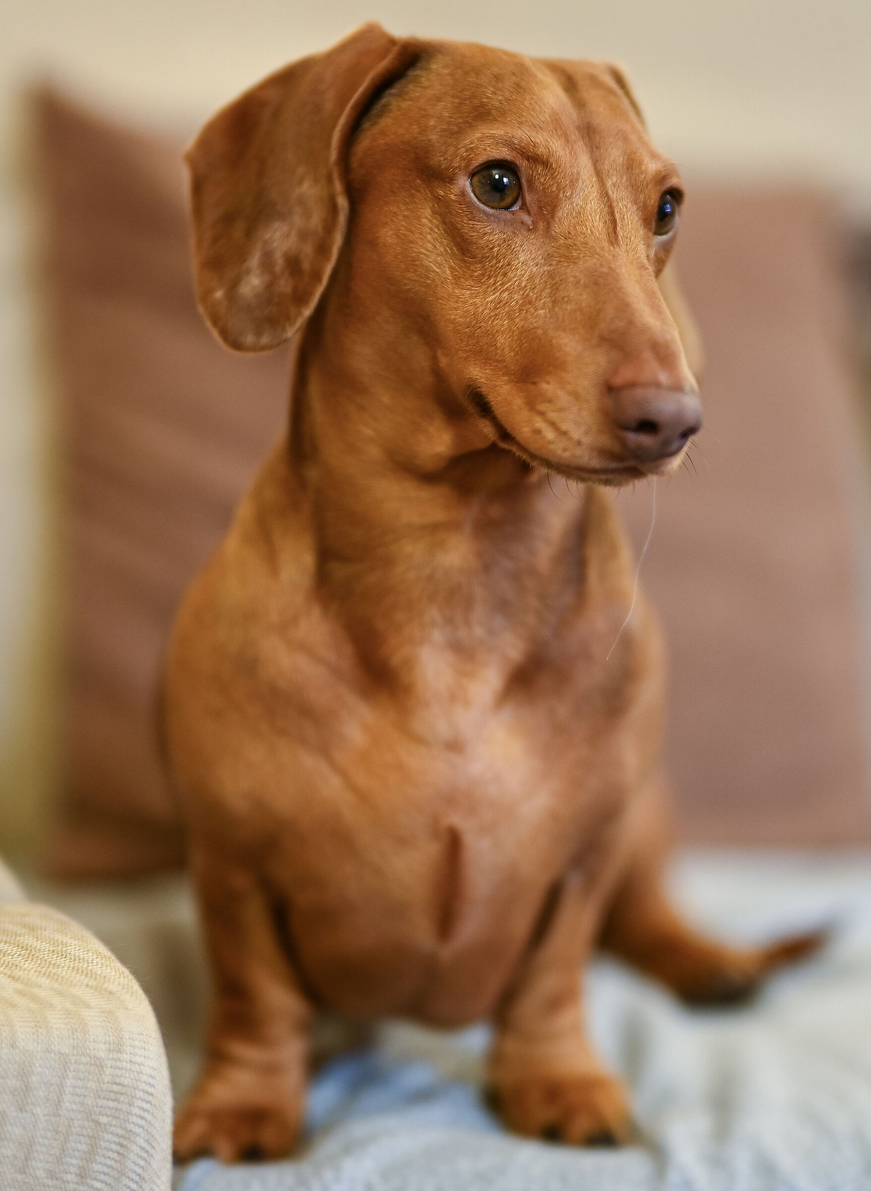 85mm test. Sirui f1.4