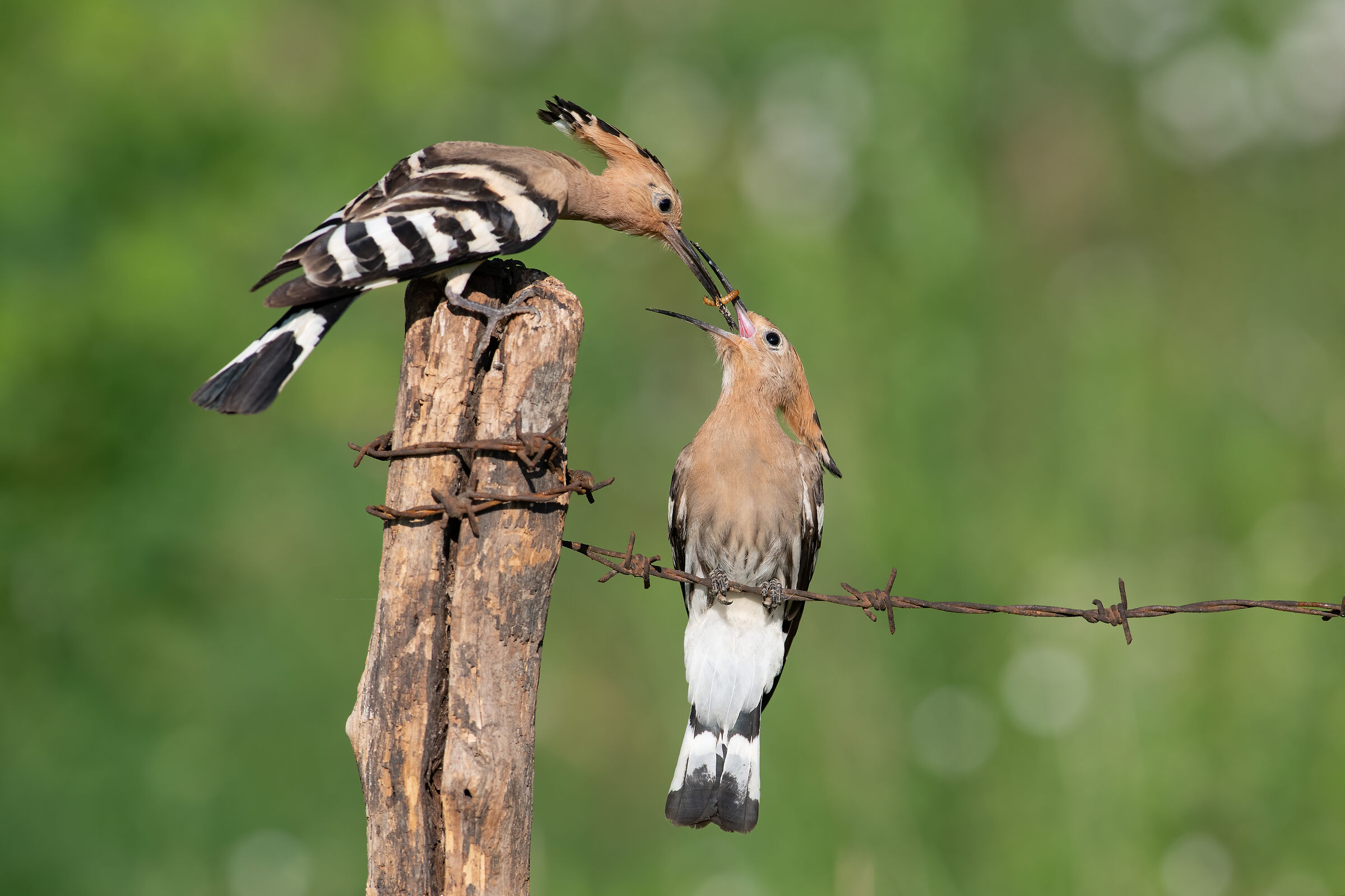 Hoopoe and offspring