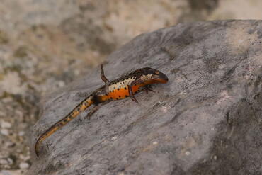Lissotriton italicus