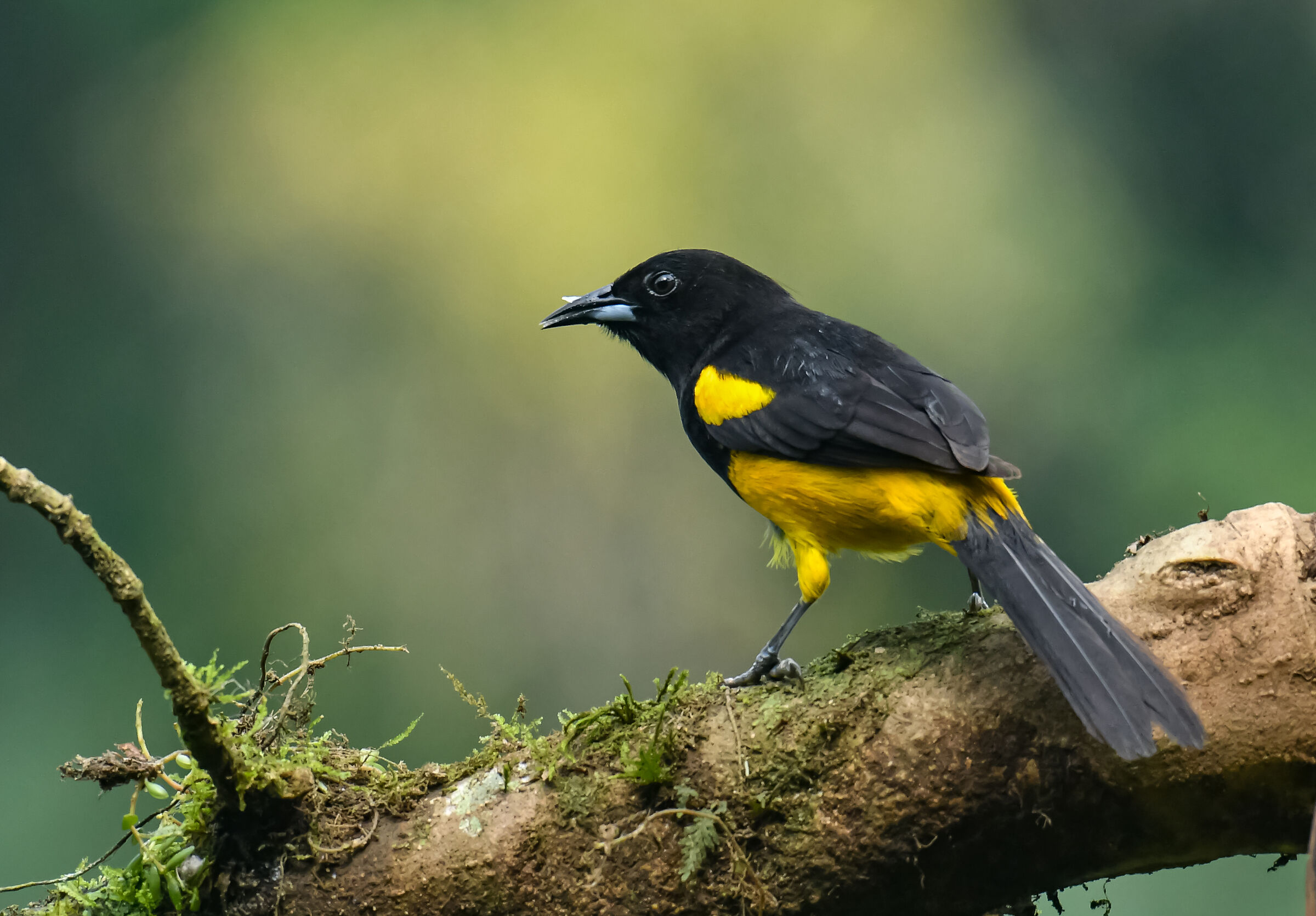 Il rigogolo cappuccino
