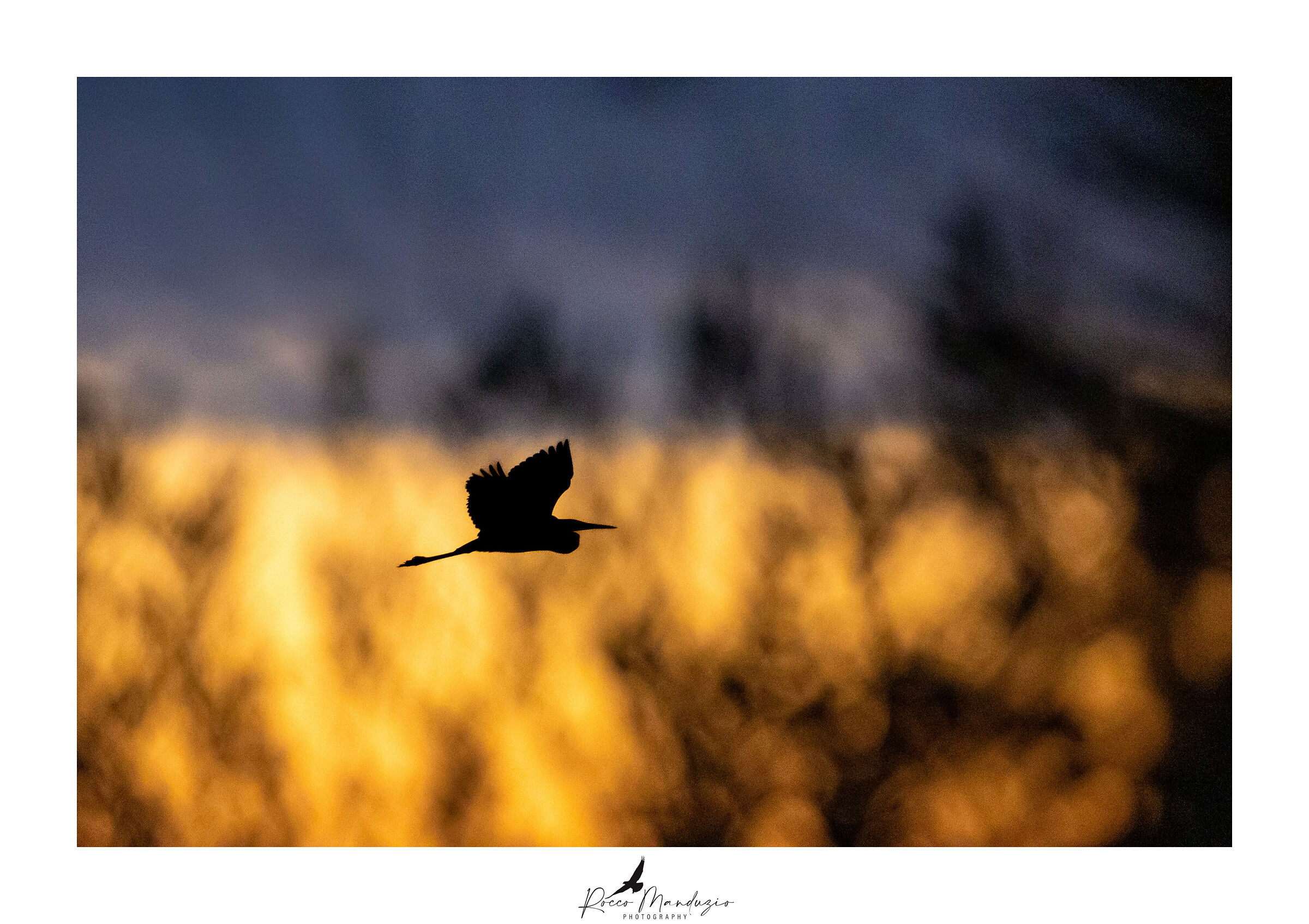 White Heron, oops black.
