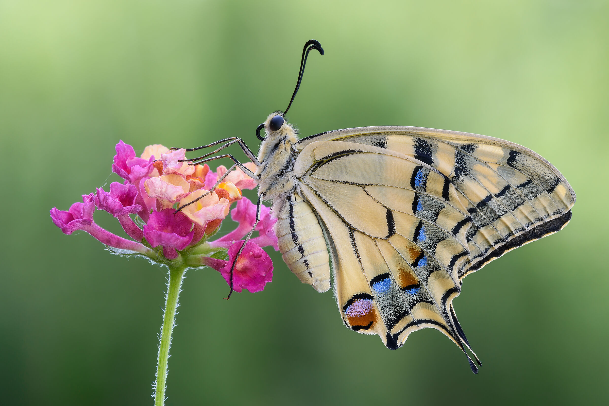 Papilio machaon