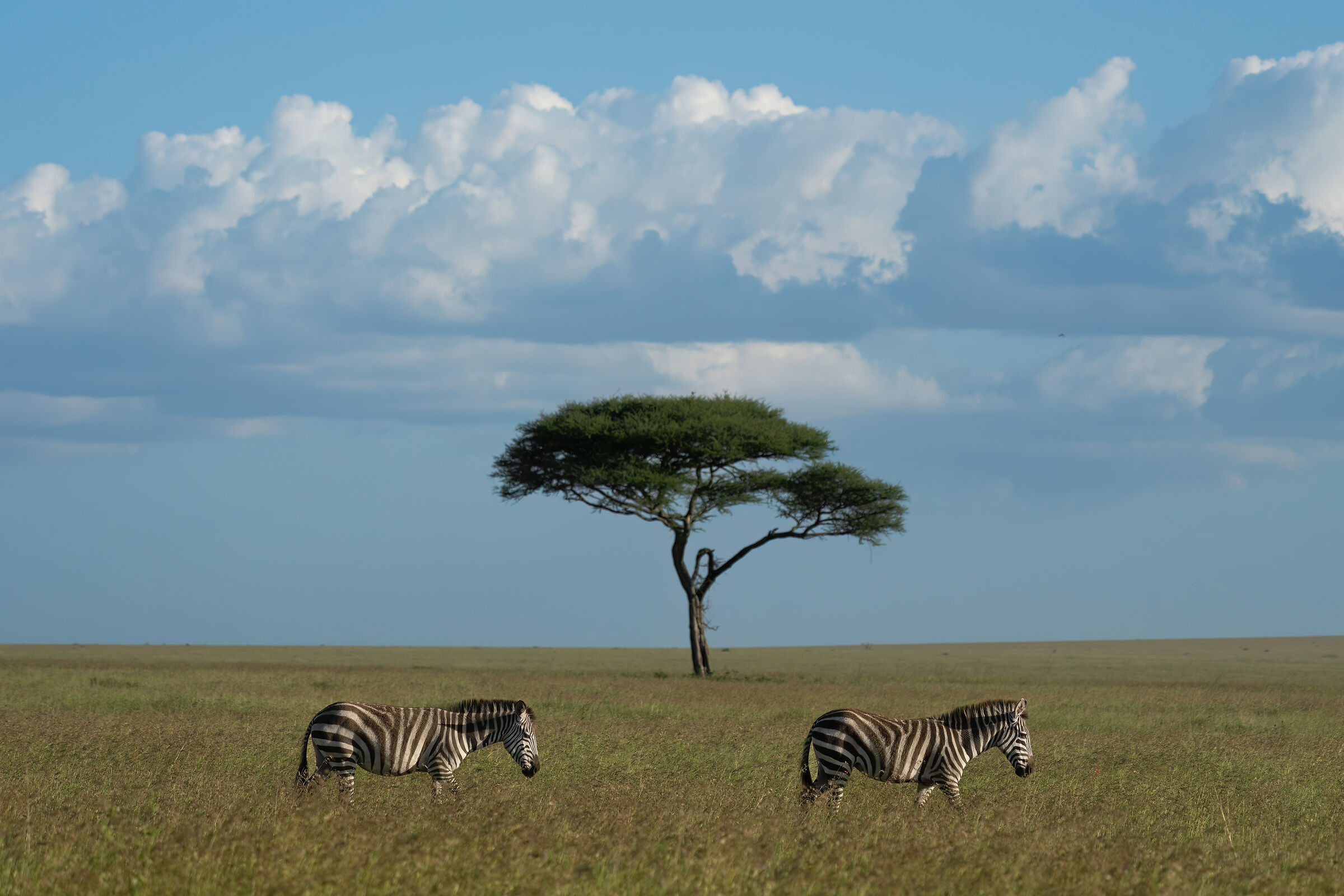 Serengeti