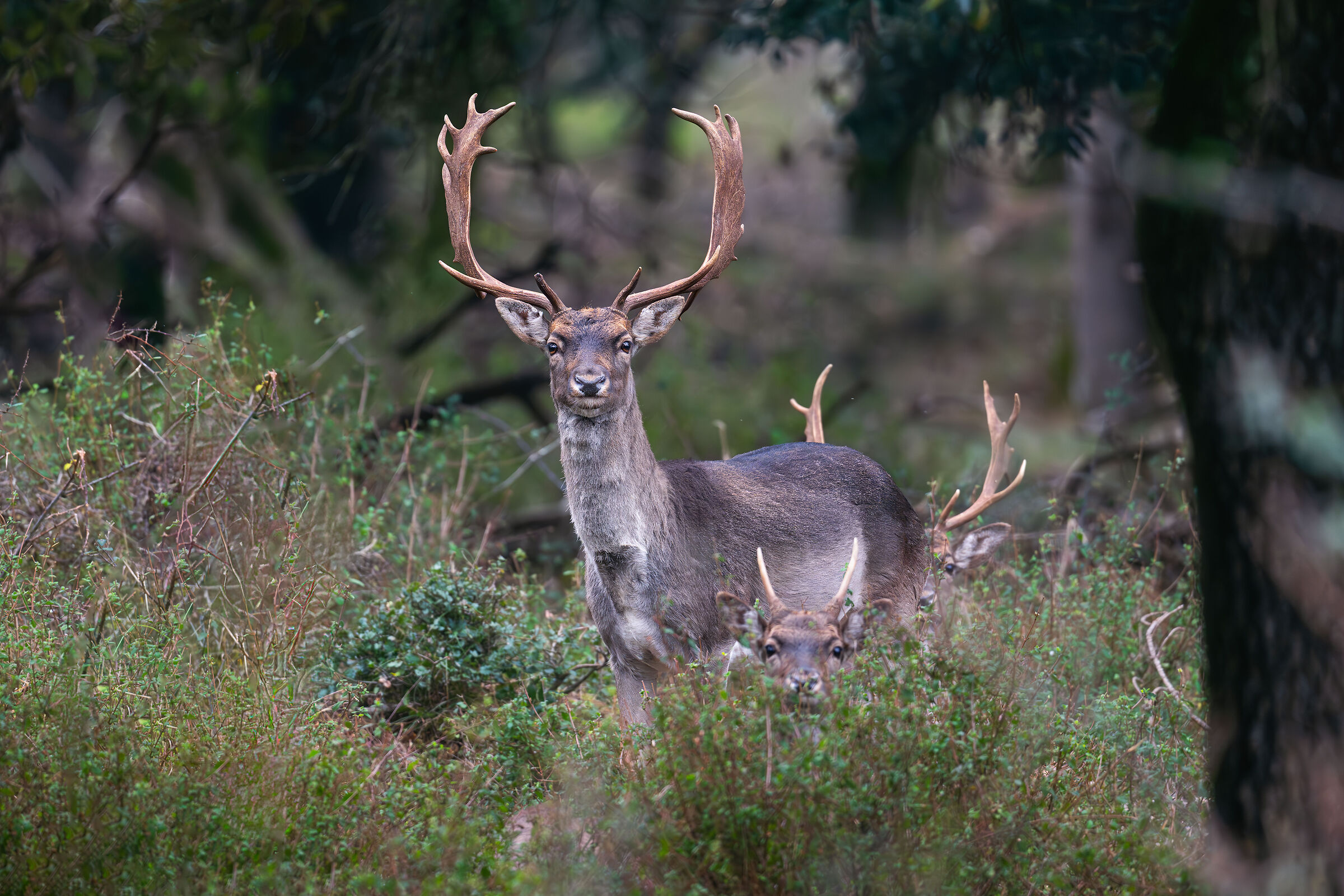 Fallow deer