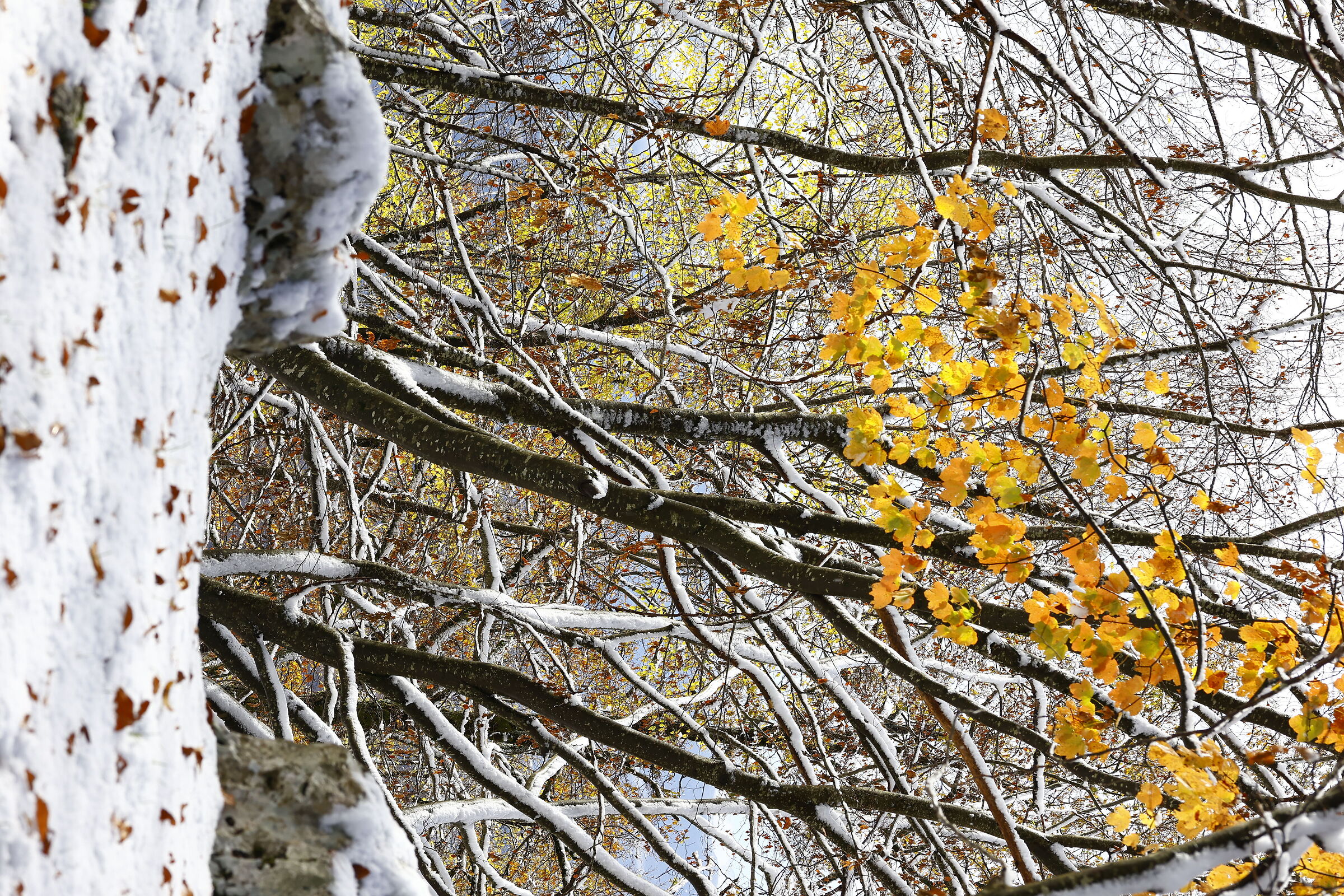 Goodbye autumn