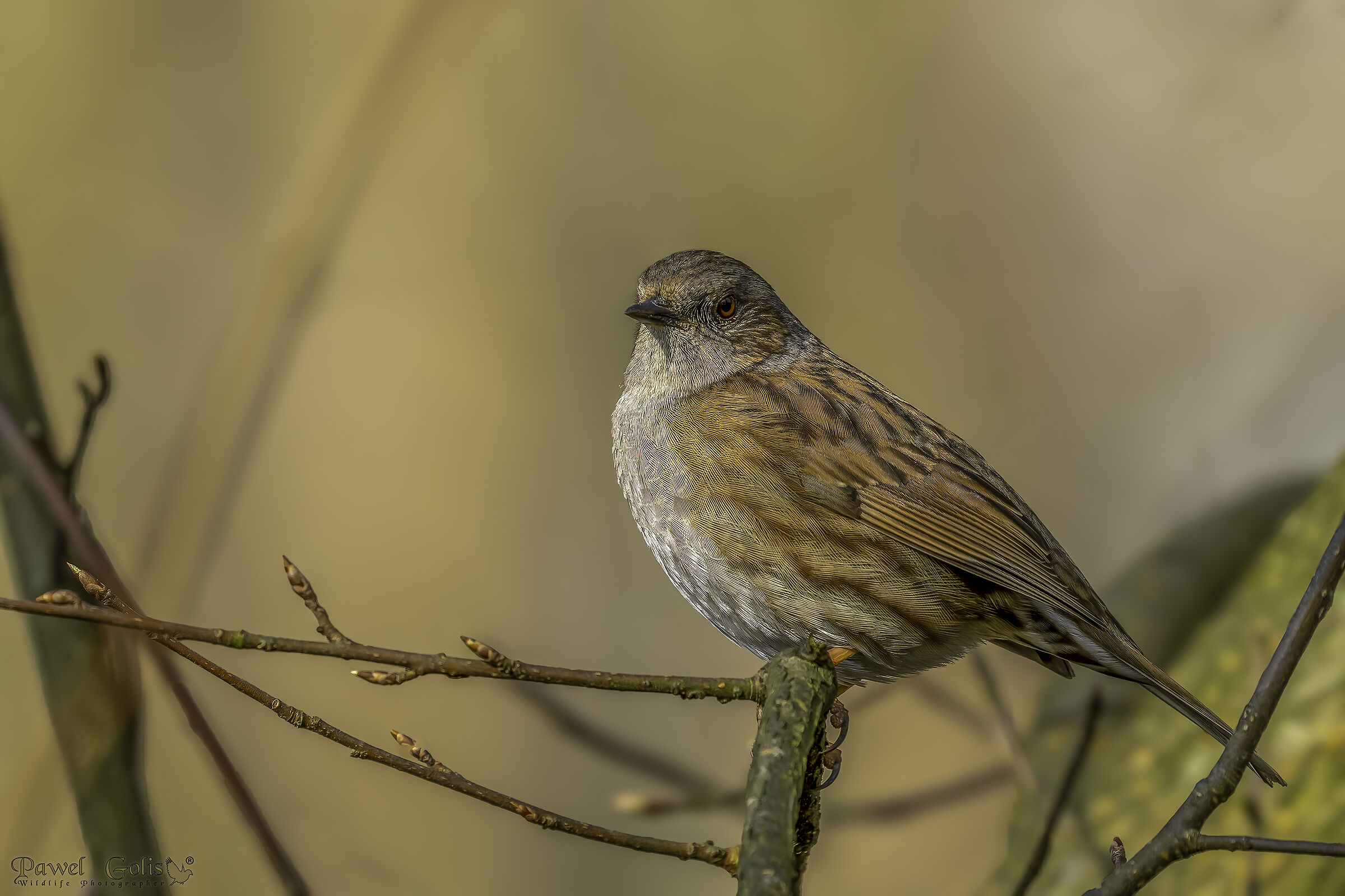Dunnock (Prunella modularis)