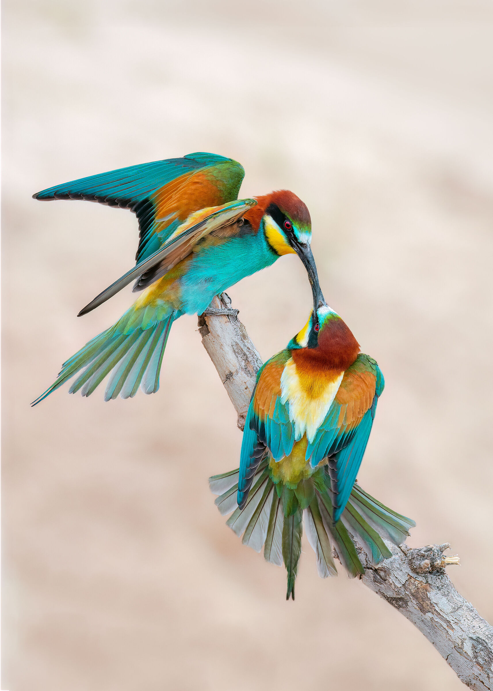 European bee-eater