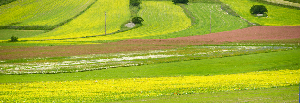 Castelluccio di Norcia (PG)
