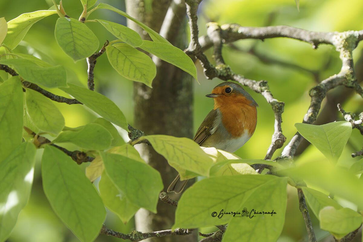 Winter Robin (Erithacus rubecula)