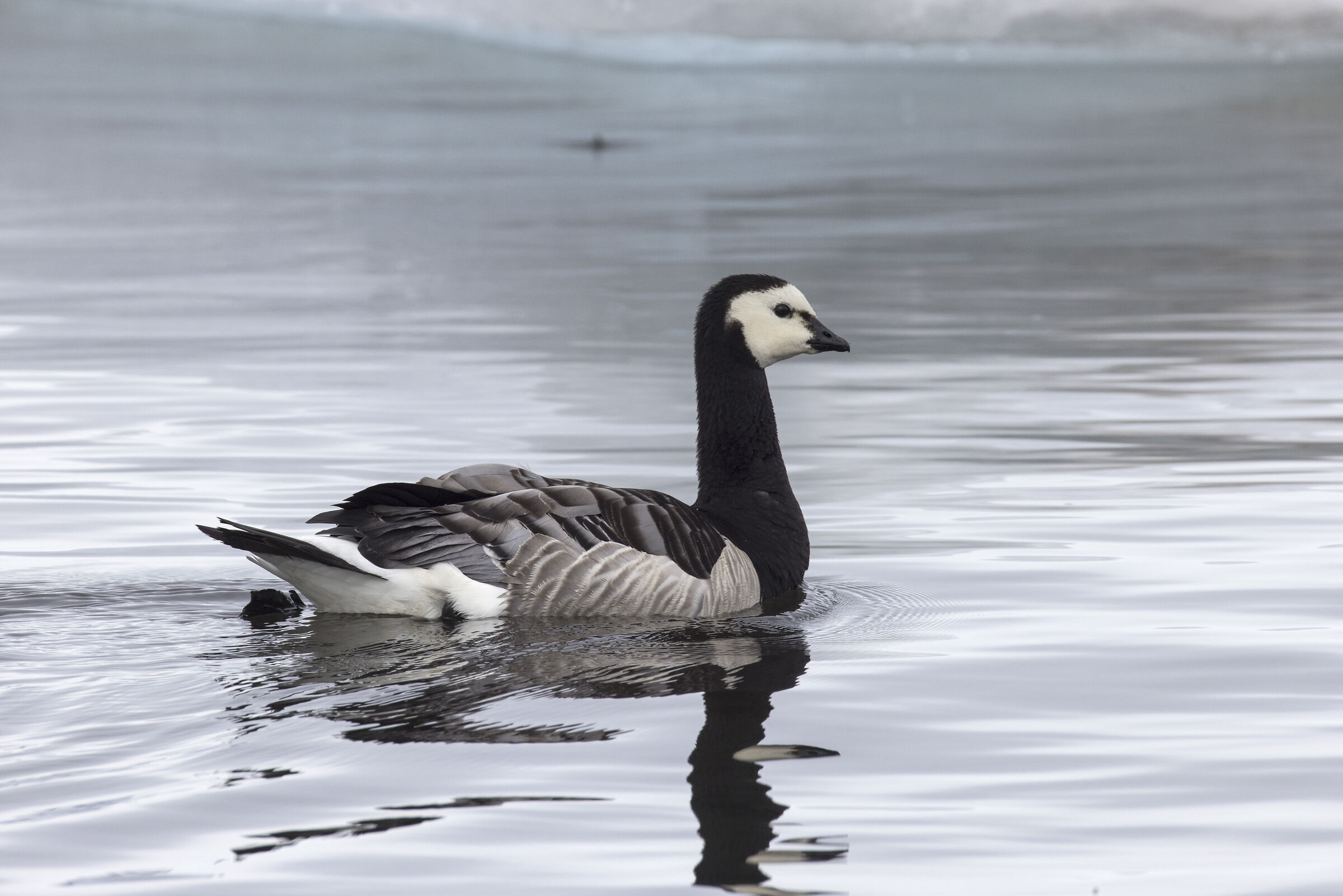 White-faced Goose (Iceland)