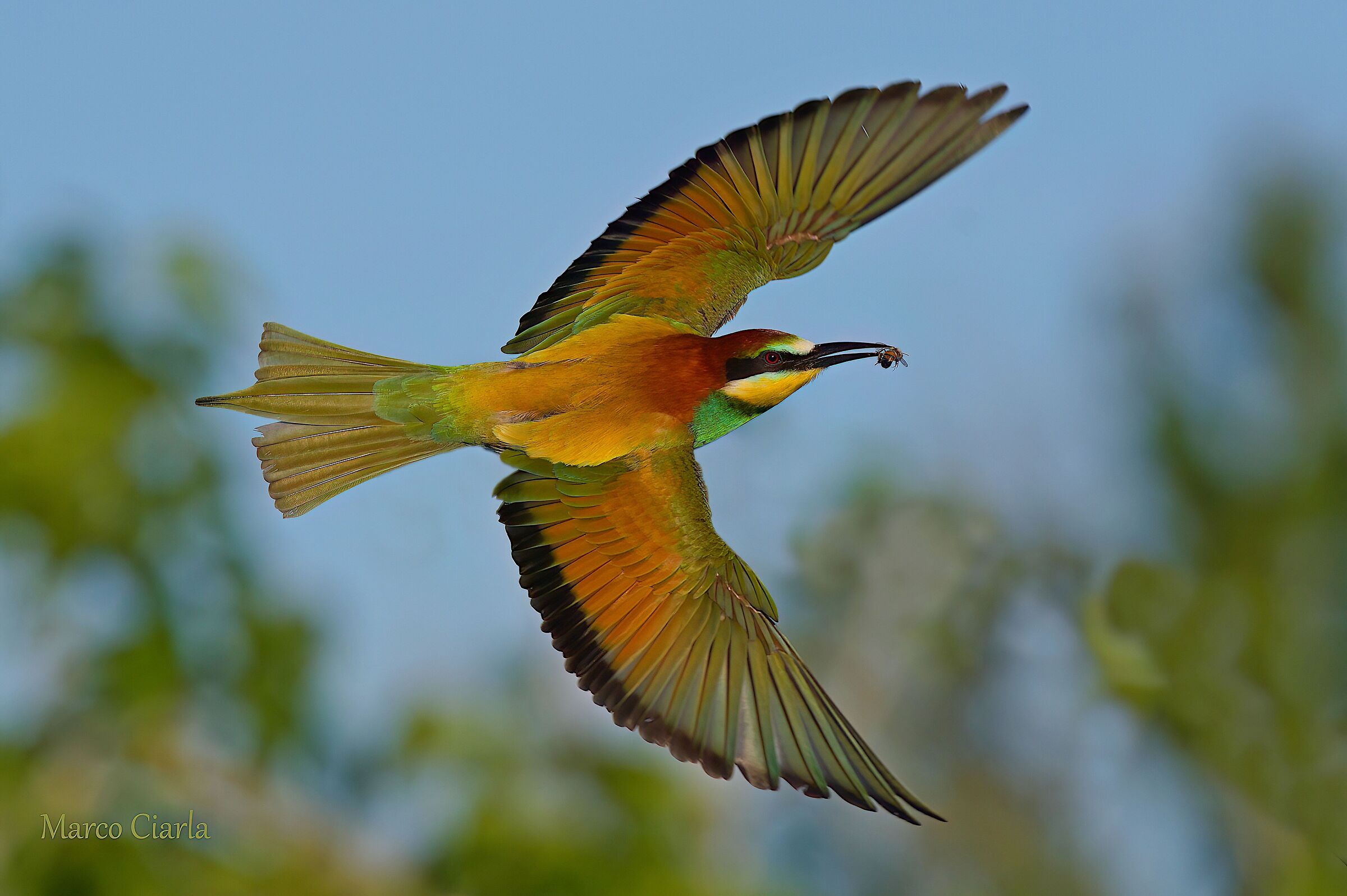 Bee-eater (Merops apiaster )