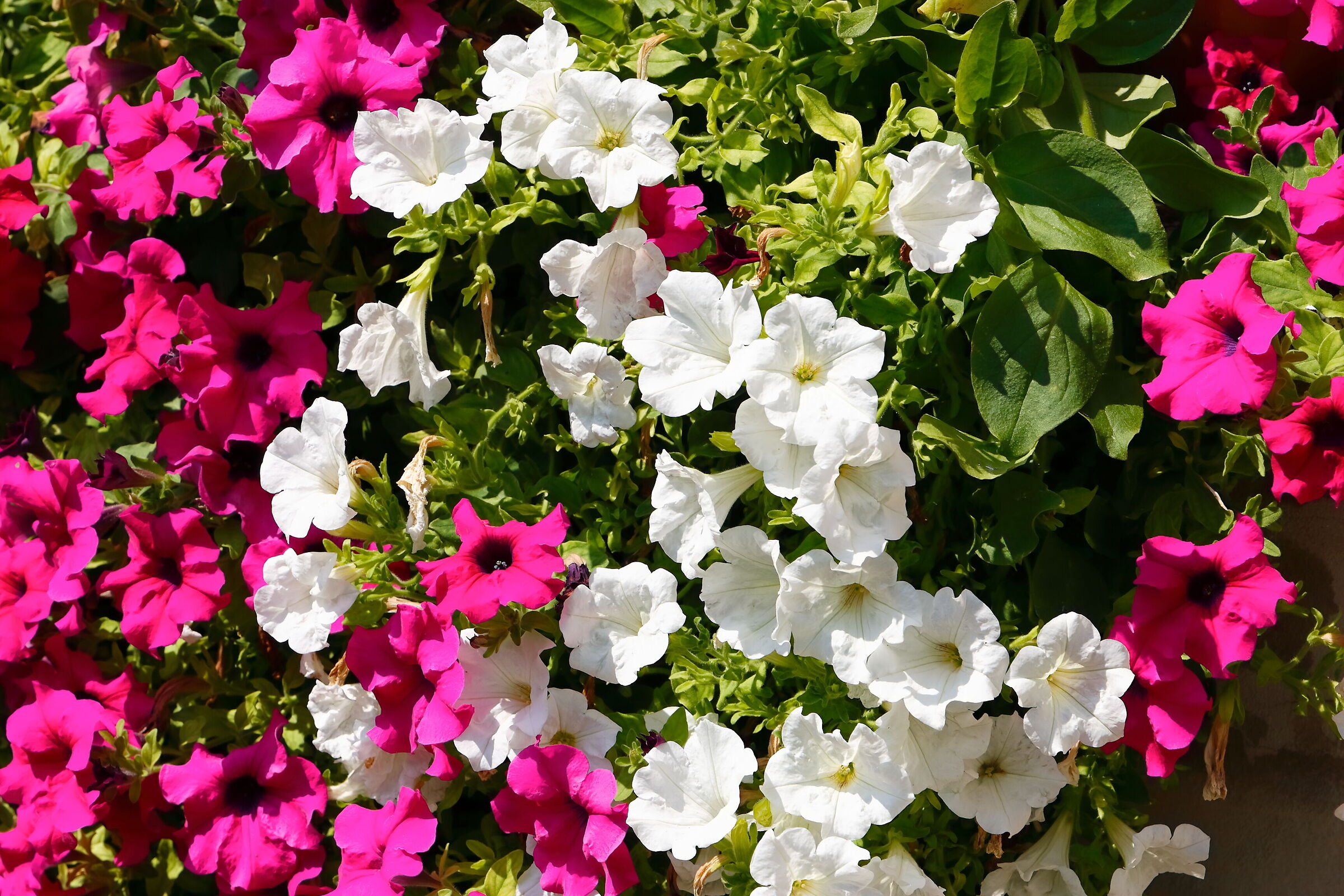 Petunias 07 August 2025 - 0197
