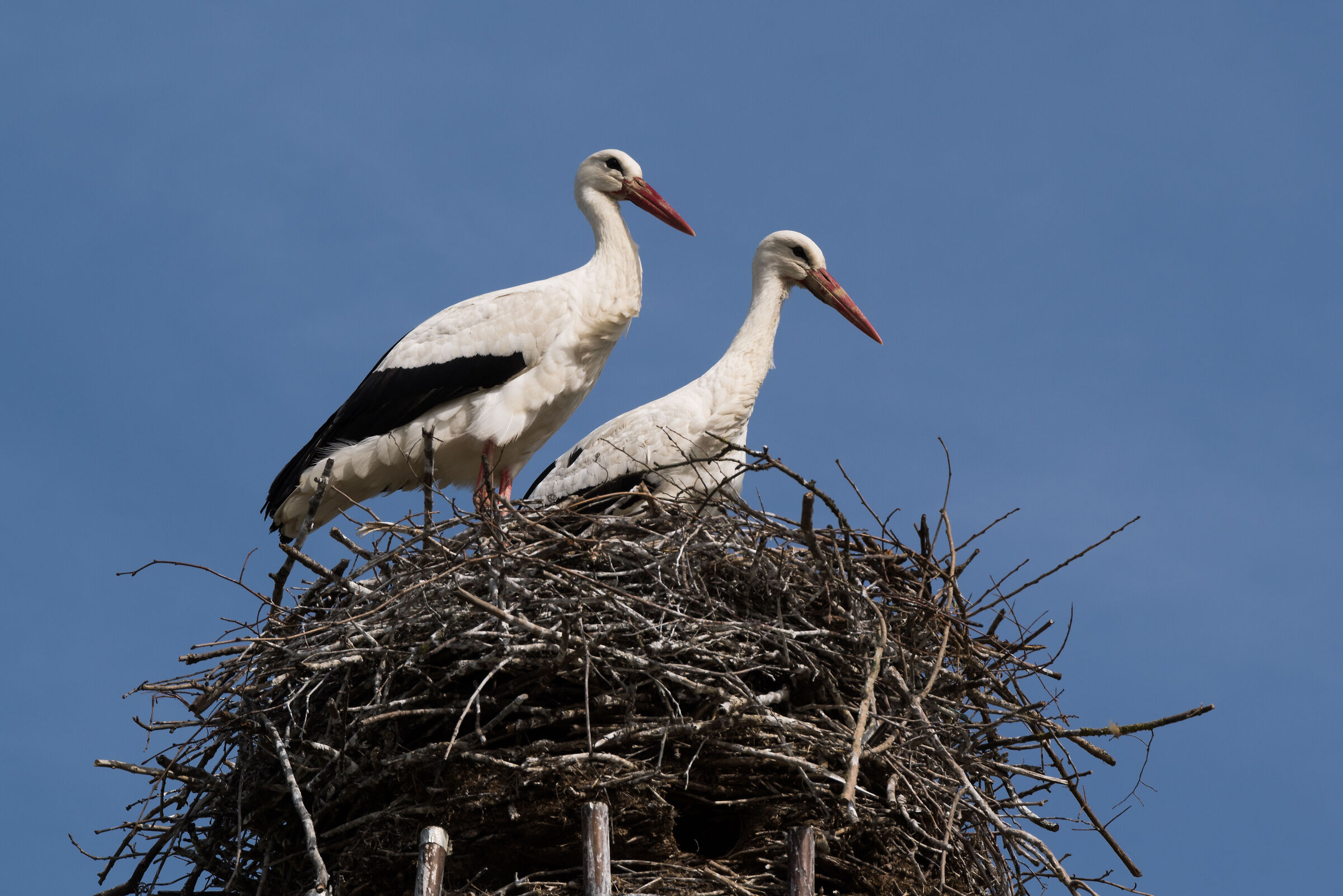 storks