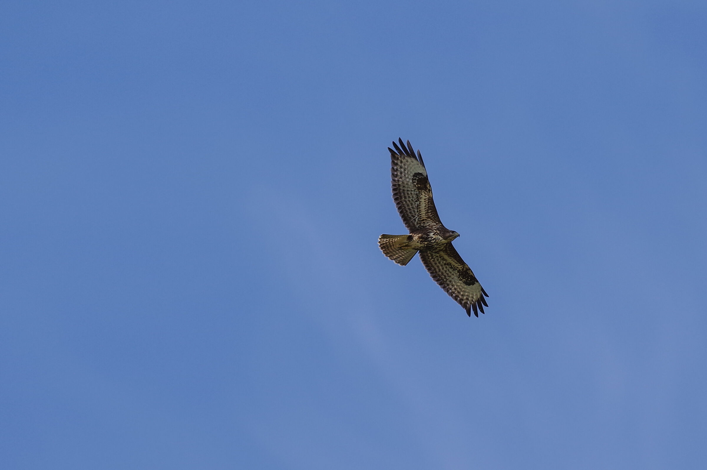 buzzard
